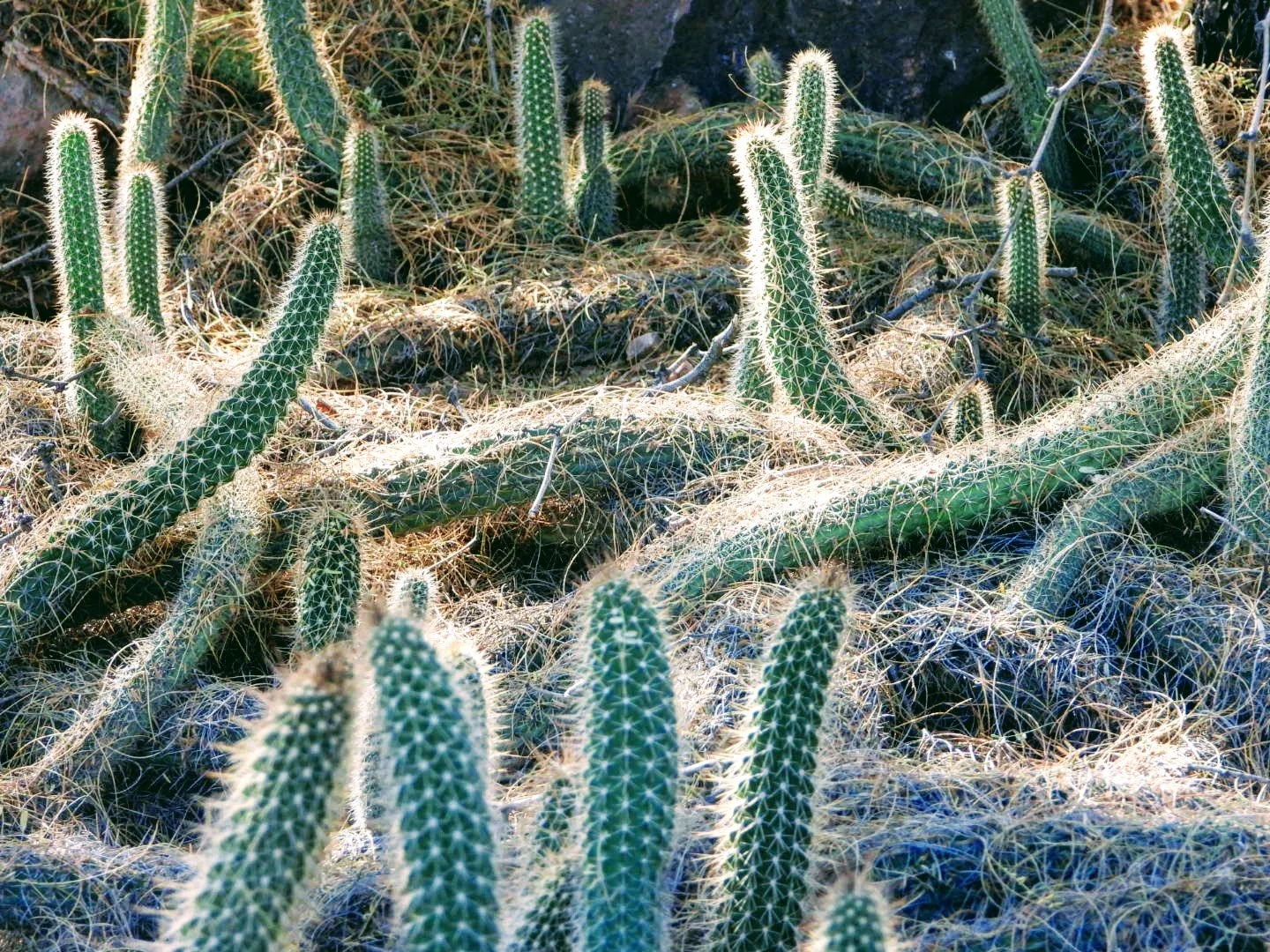 Desert Botanical Garden Phoenix Arizona by MychaelX.p6otos 0015046.JPG