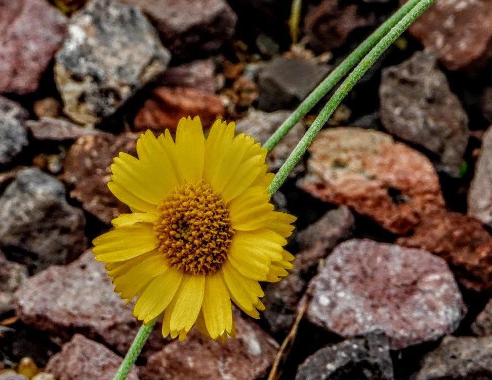 Desert Botanical Garden by MychaelX.photos  0000047.JPG