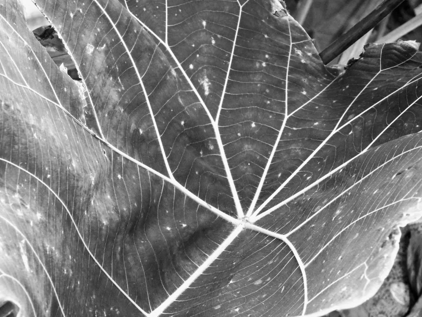 Botanical Garden in Black & White by MychaelX.photos 0007bw.JPG