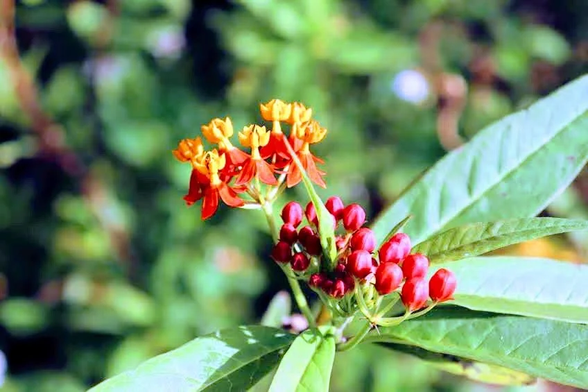 Tropical Botanic Garden by MychaelX.photos  47.JPG