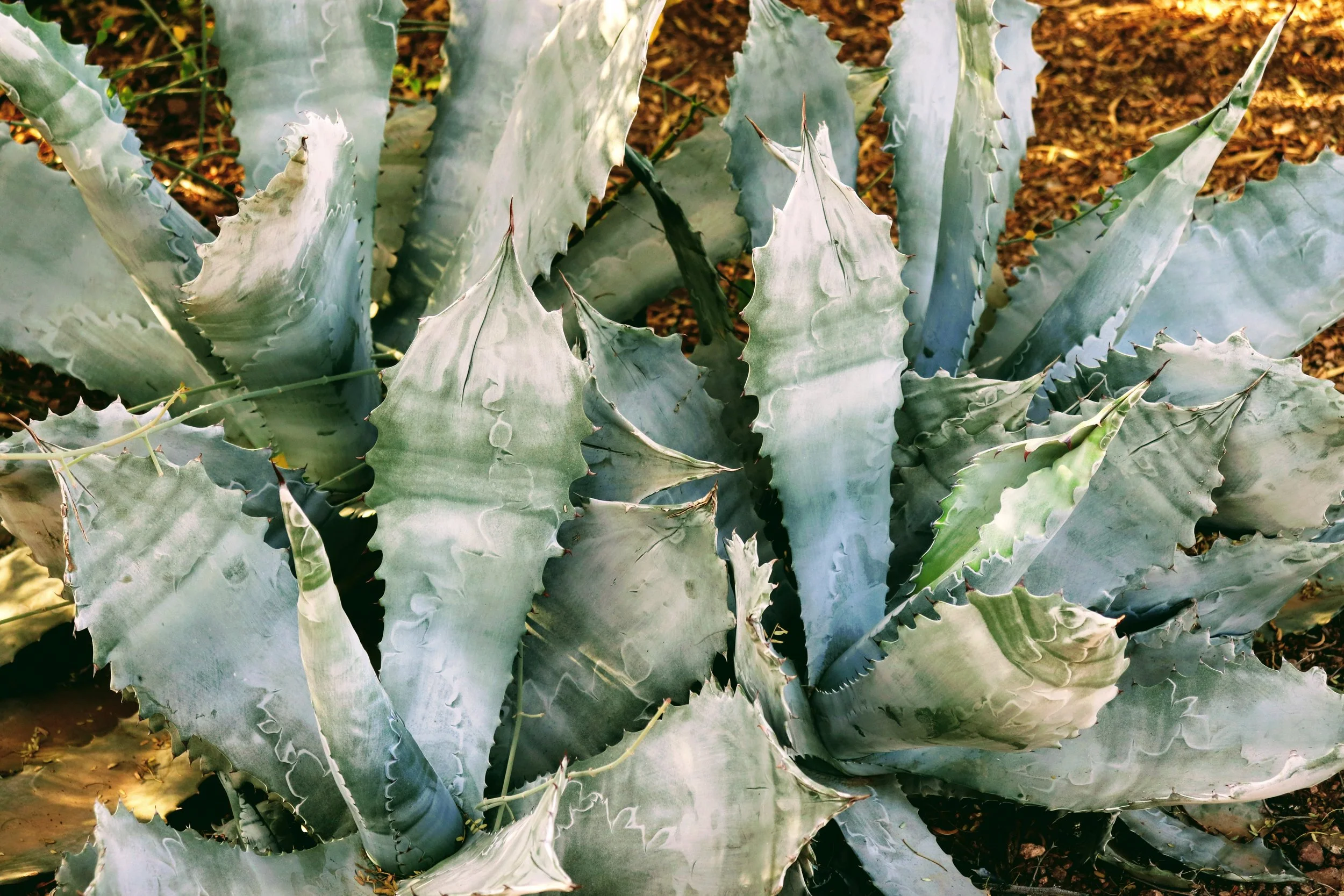 Desert Botanical Garden Phoenix Arizona by MychaelX.p6otos 021424.JPG