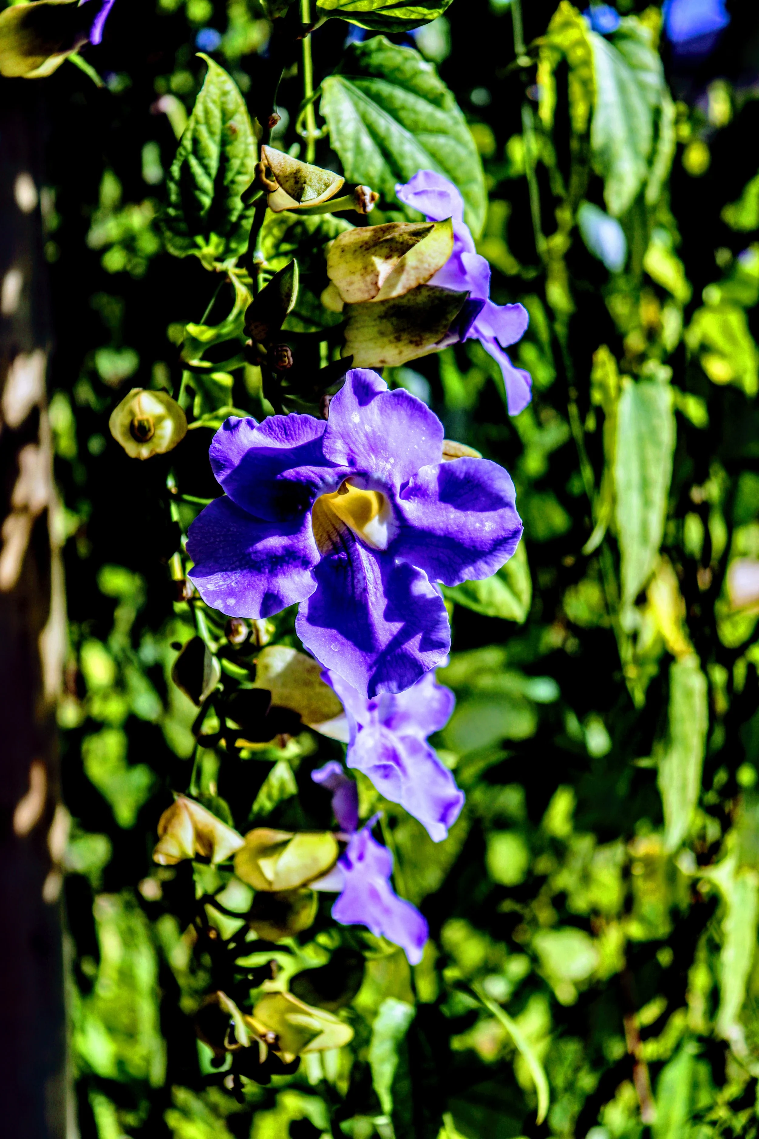 Tropical Botanic Garden by MychaelX.photos  106.JPG