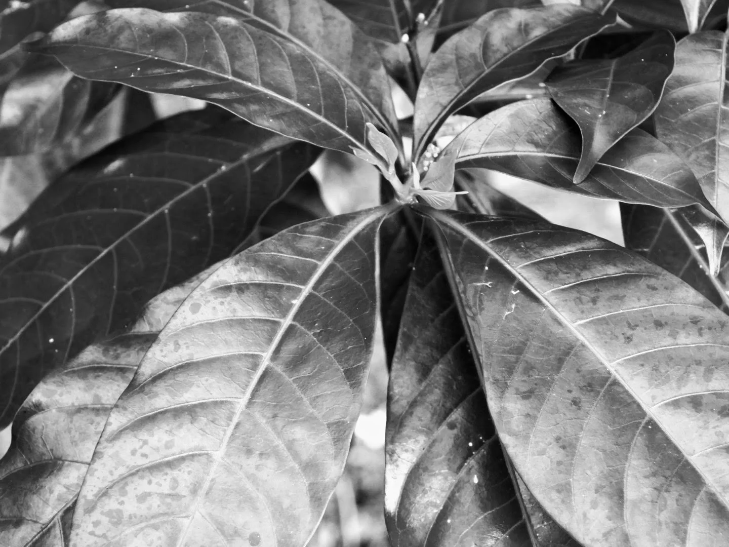 Botanical Garden in Black & White by MychaelX.photos 00107bw.JPG