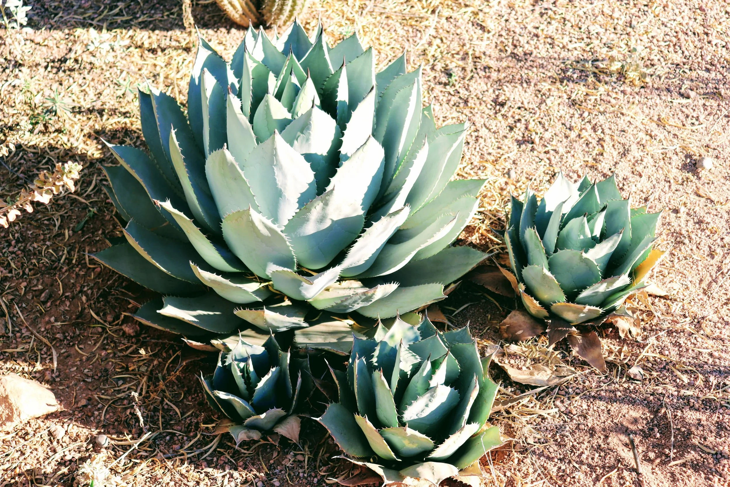 Desert Botanical Garden Phoenix Arizona by MychaelX.p6otos 021460.JPG