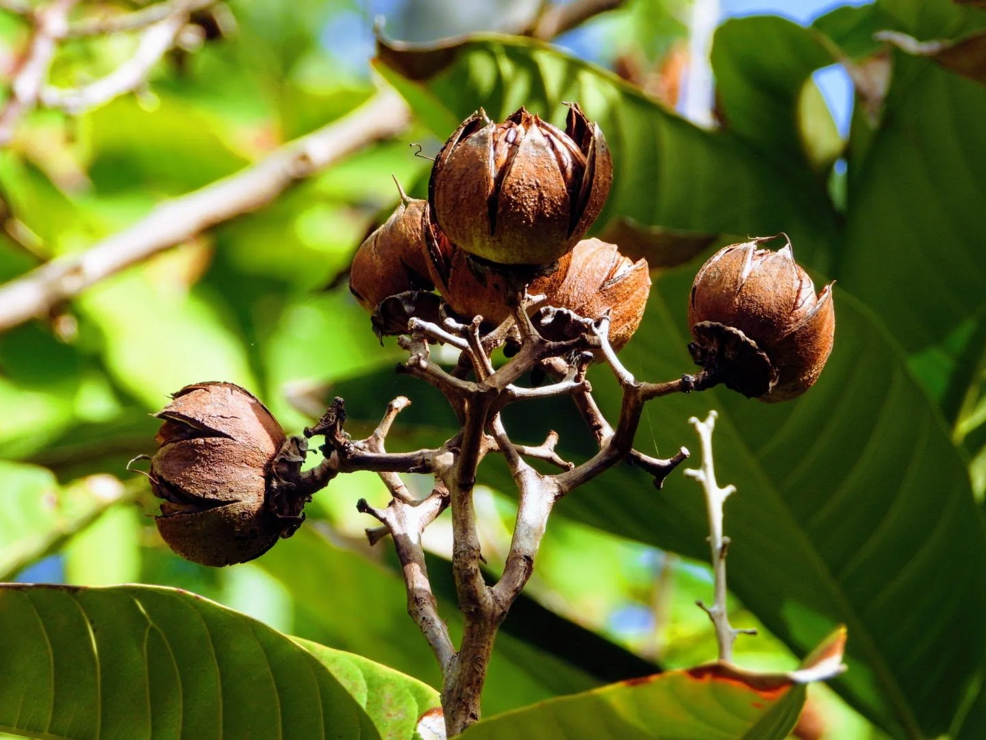 Tropical Botanic Garden by MychaelX.photos  73.JPG