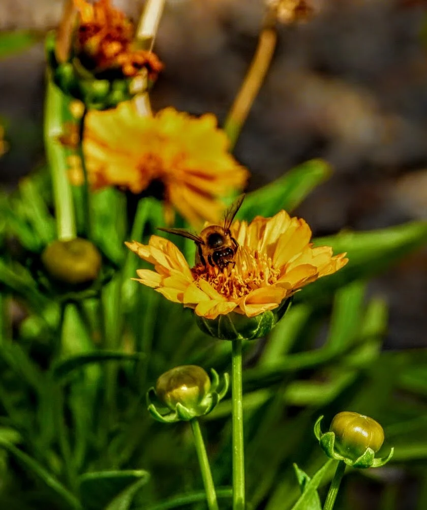 DESERT BOTANICAL GARDEN BY MYCHAELX.PHOTOS  010026.JPG