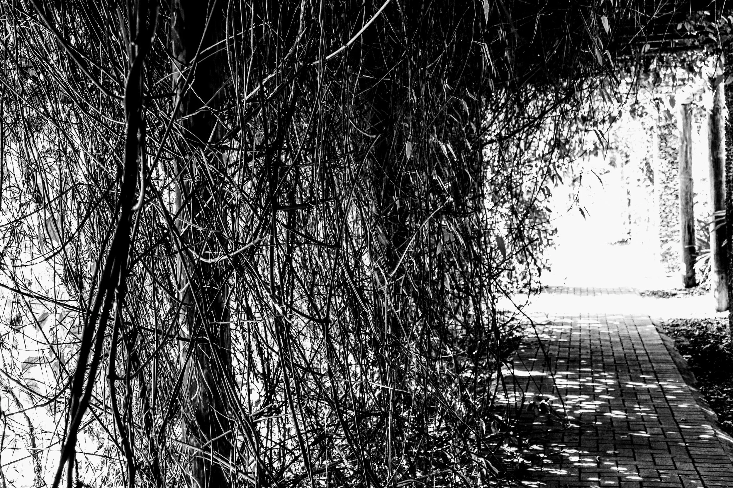 Tropical Botanic Garden by MychaelX.photos  201.JPG