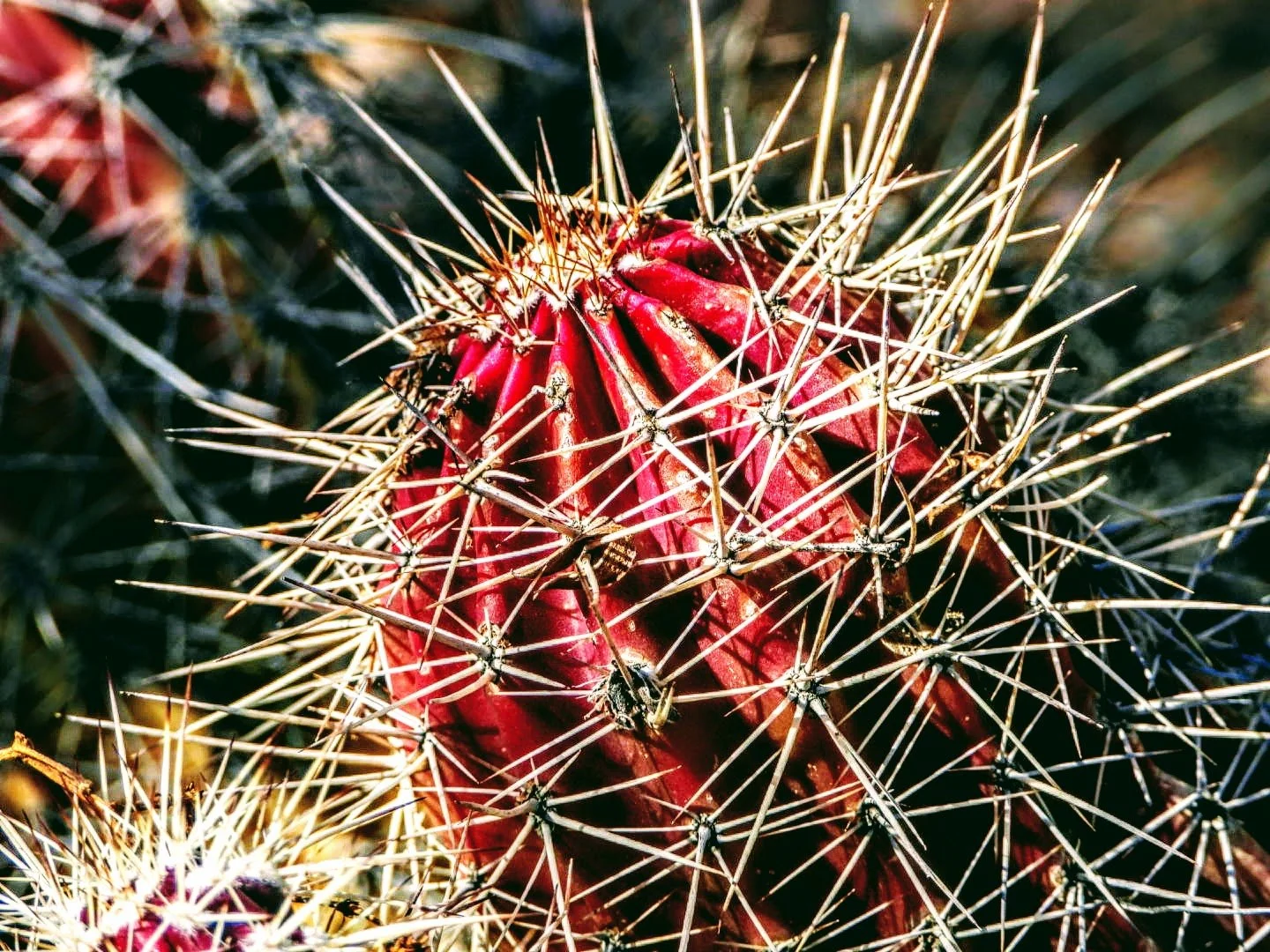 Desert Botanical Garden Phoenix Arizona by MychaelX.p6otos 0015094.JPG