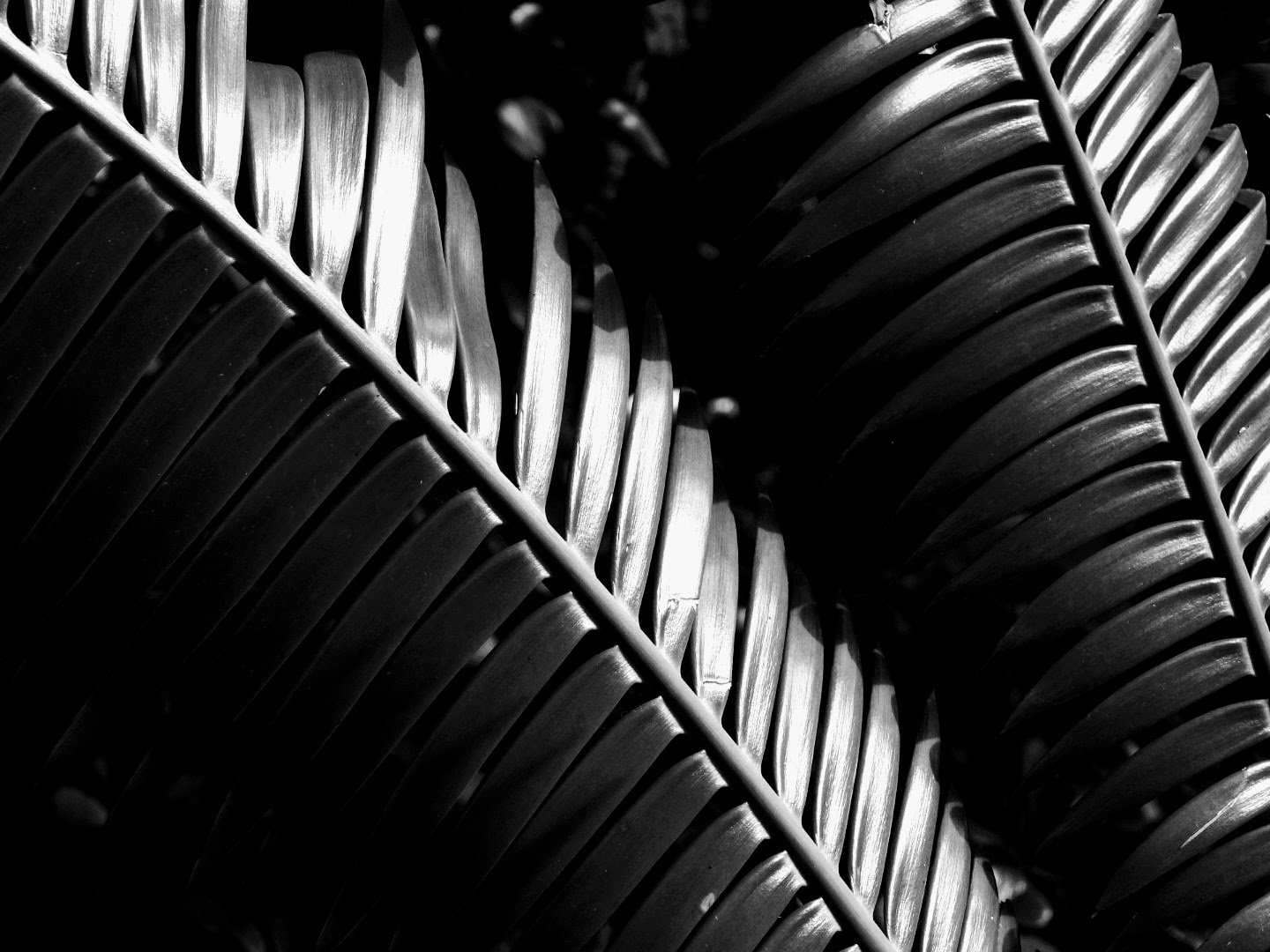 Botanical Garden in Black & White by MychaelX.photos 0096bw.JPG