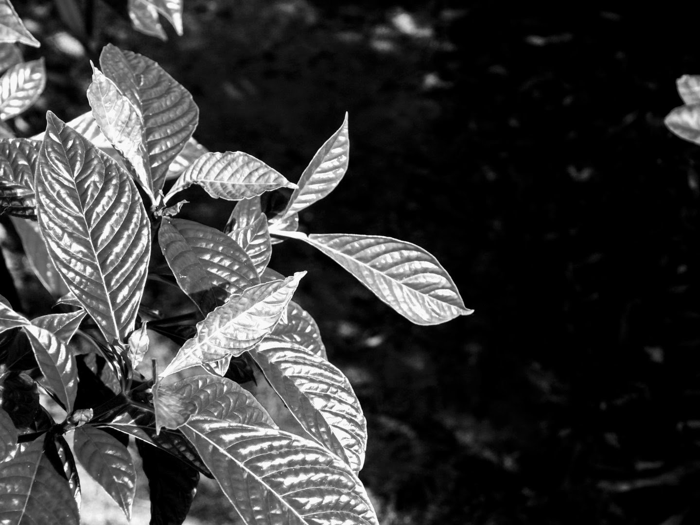 Botanical Garden in Black & White by MychaelX.photos 00059bw.JPG