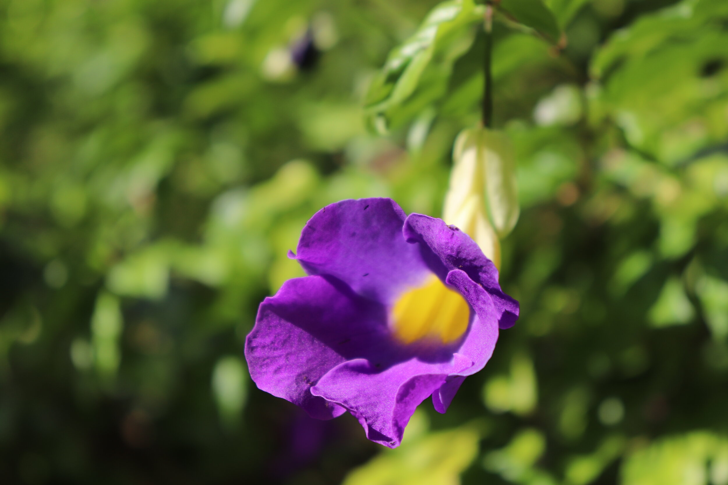 Fairchild Tropical Botanic Garden Miami Florida by MychaelX.photos 001007.JPG