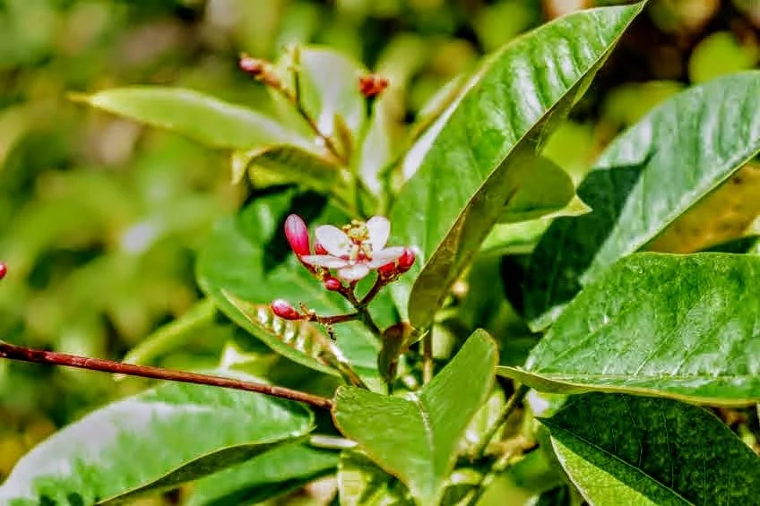 Tropical Botanic Garden by MychaelX.photos  145.JPG