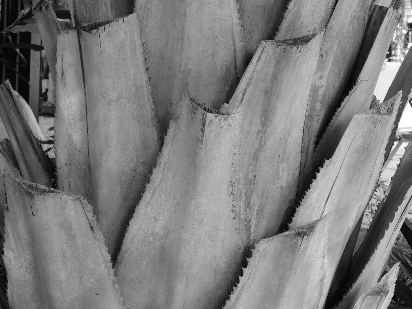 Botanical Garden in Black & White by MychaelX.photos 00040bw.JPG