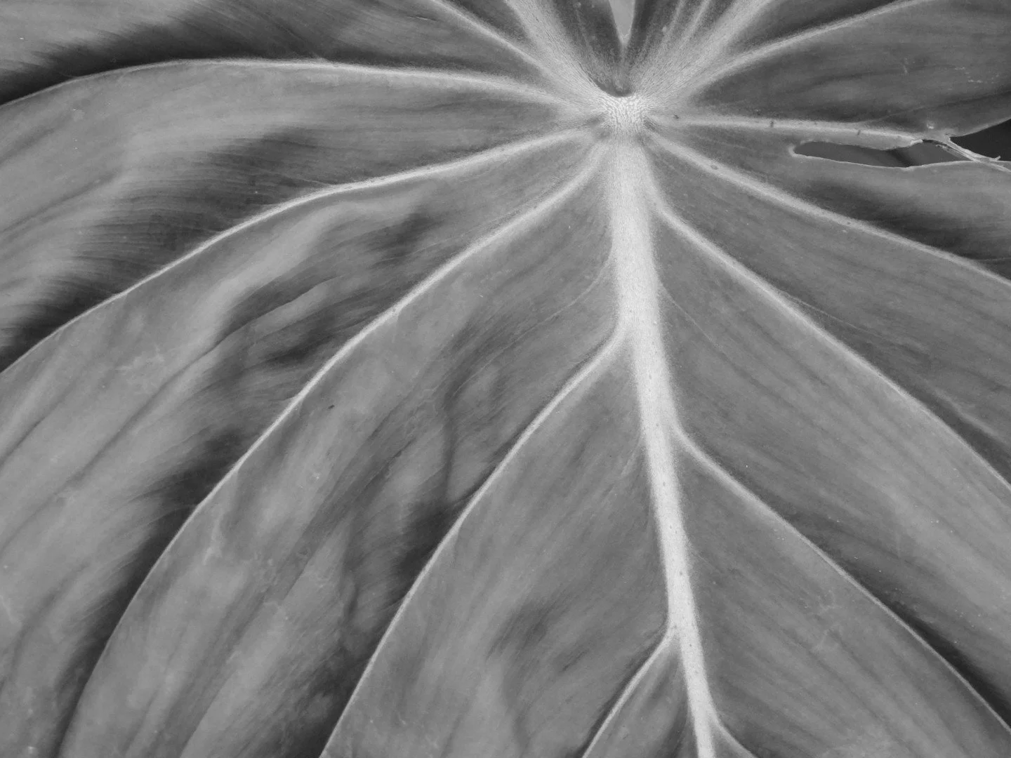 Botanical Garden in Black & White by MychaelX.photos 00038bw.JPG