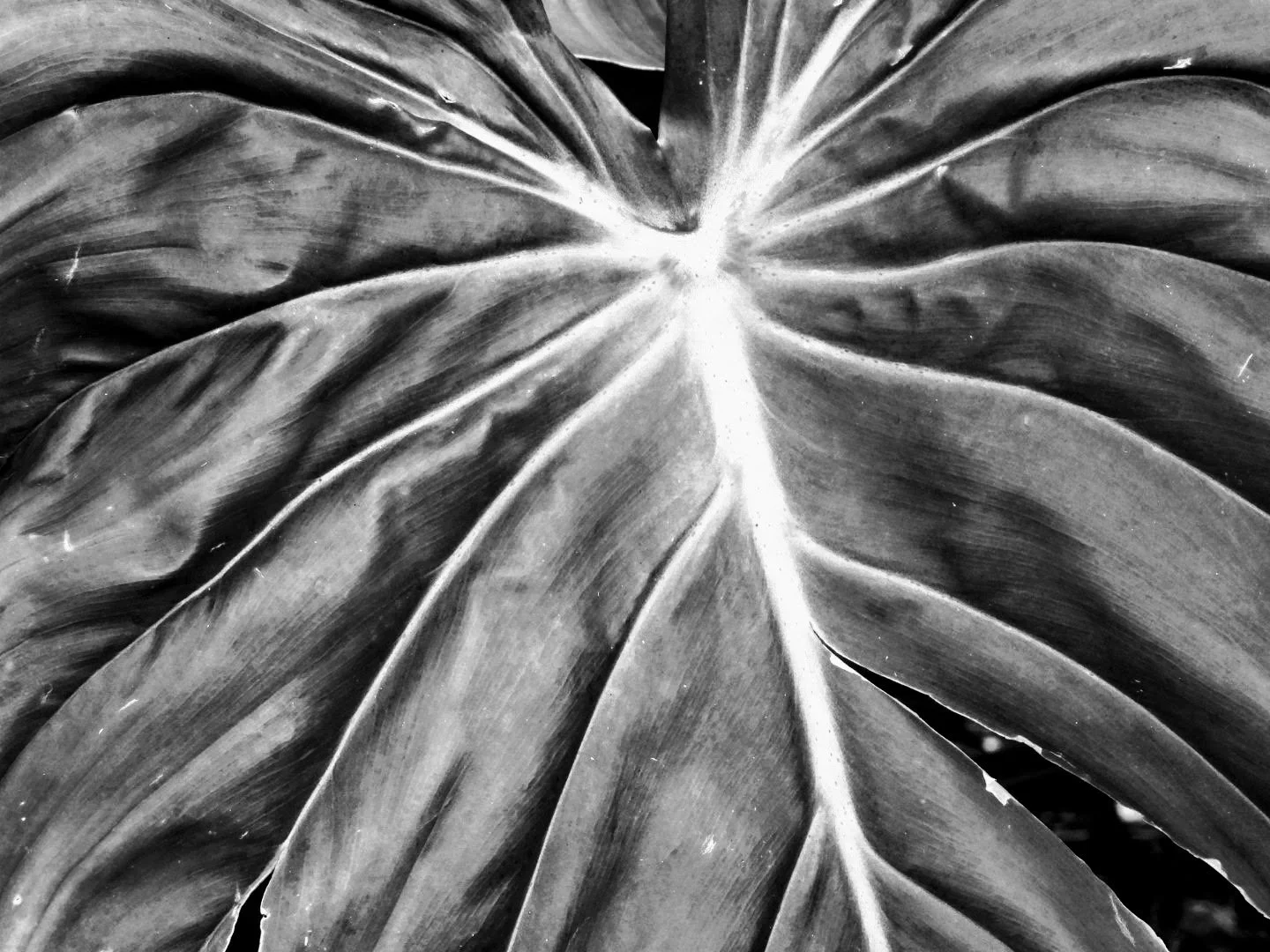 Botanical Garden in Black & White by MychaelX.photos 00045bw.JPG