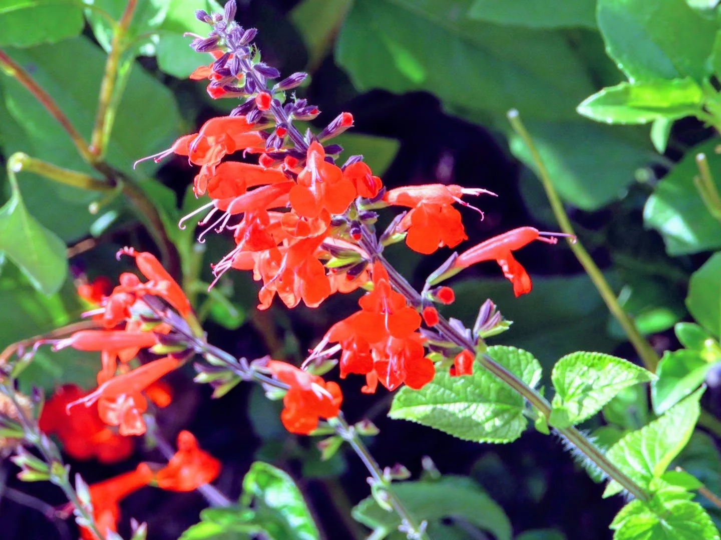 Tropical Botanic Garden by MychaelX.photos  67.JPG