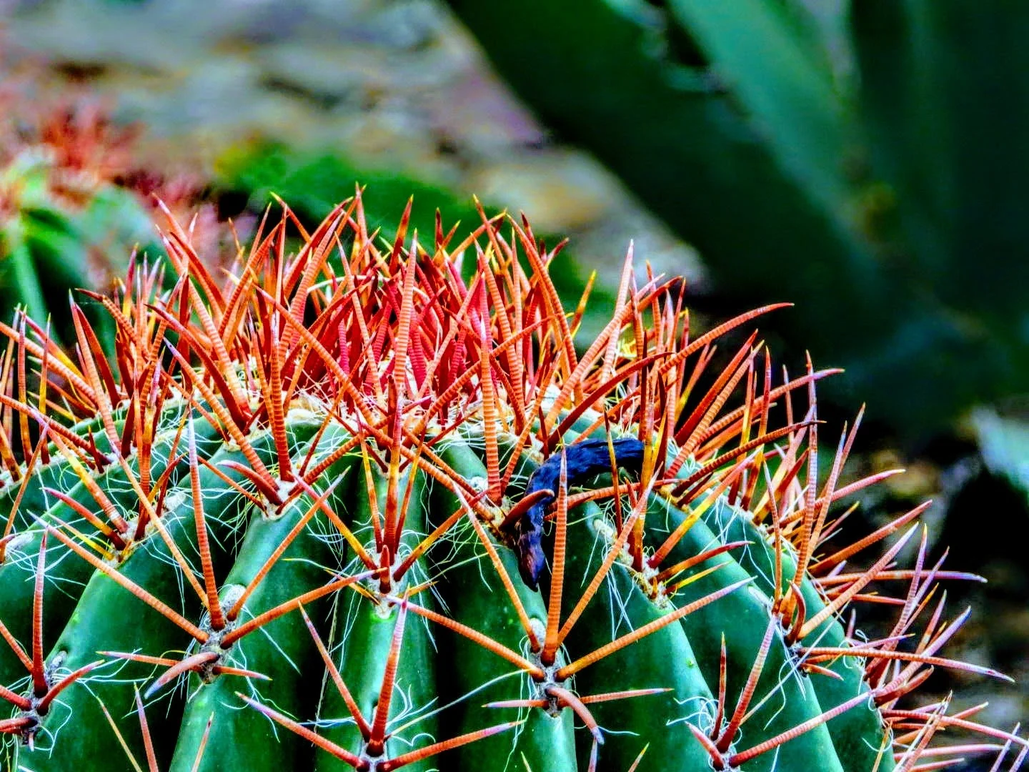 Desert Botanical Garden by MychaelX.photos  0000053.JPG