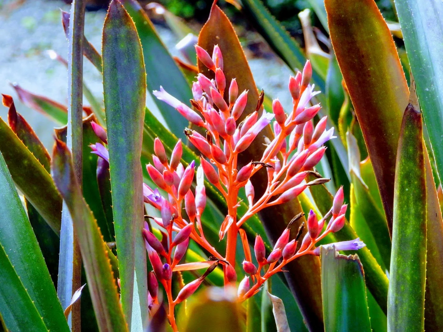 Tropical Botanic Garden by MychaelX.photos  62.JPG