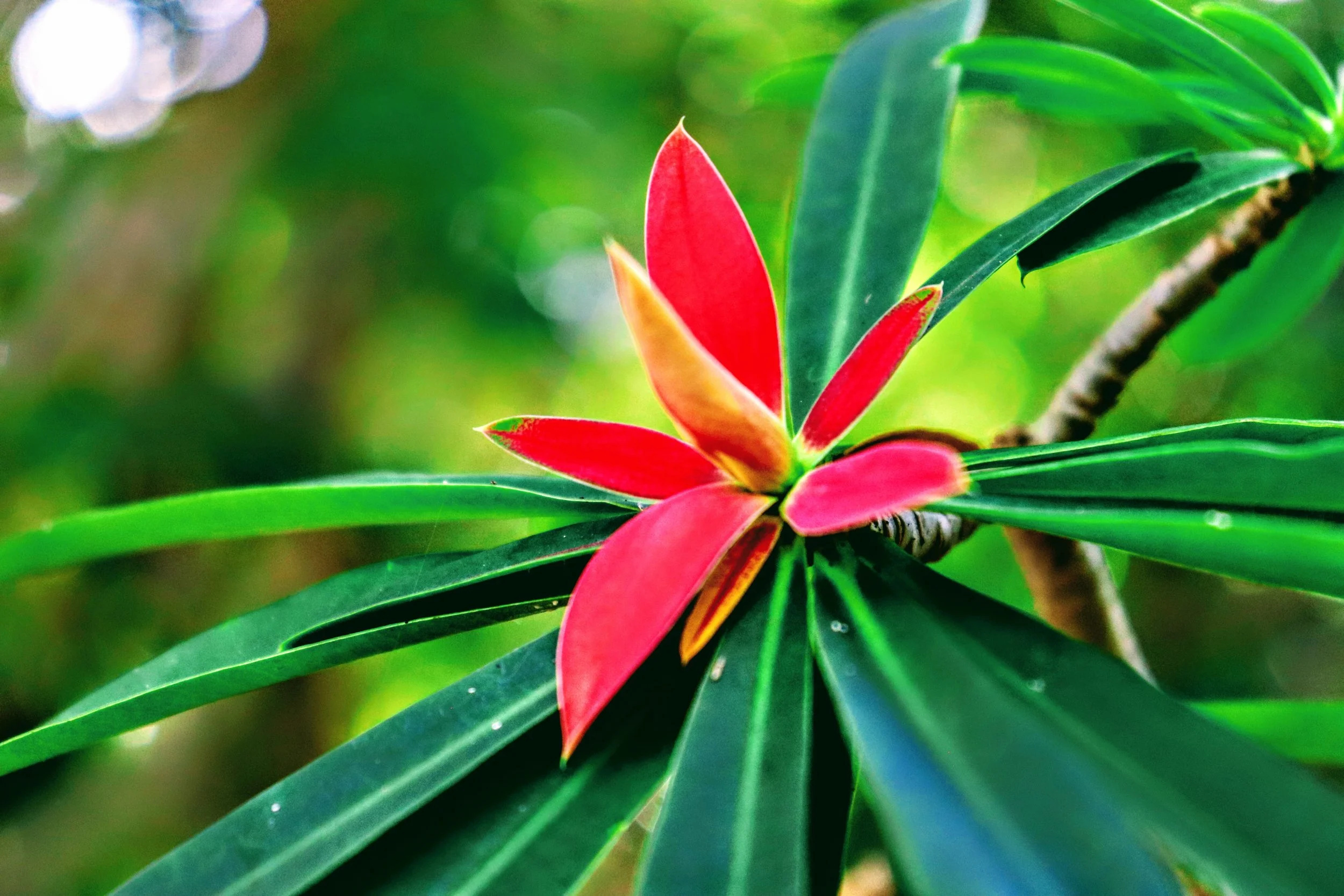 Tropical Botanic Garden by MychaelX.photos  116.JPG