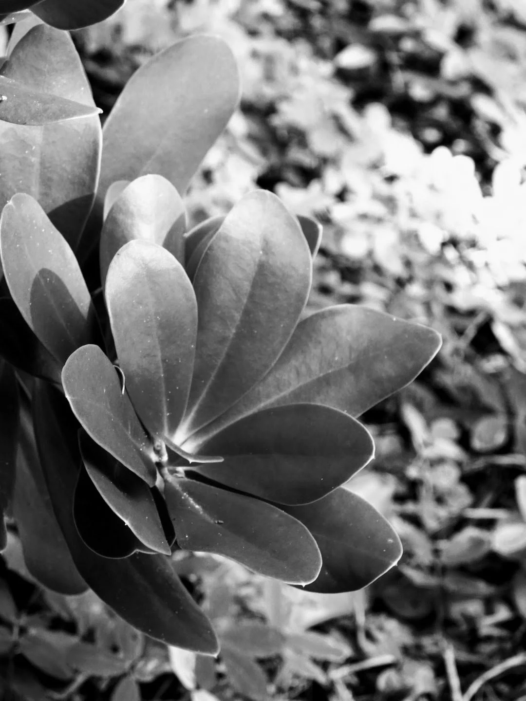 Botanical Garden in Black & White by MychaelX.photos 00061bw.JPG