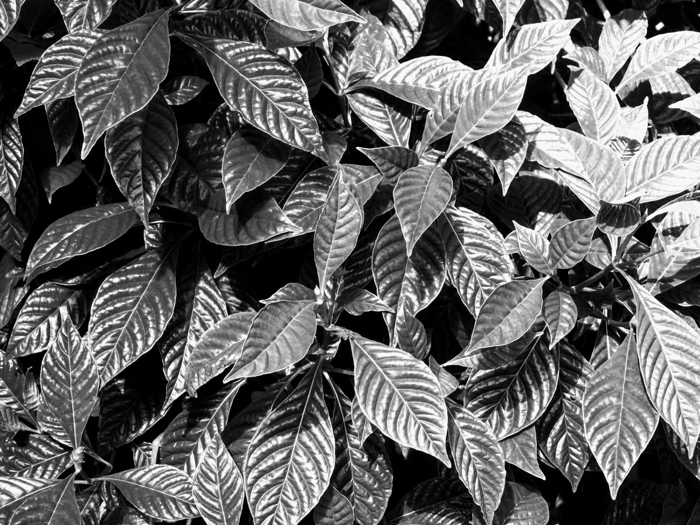 vBotanical Garden in Black & White by MychaelX.photos 00060bw.JPG