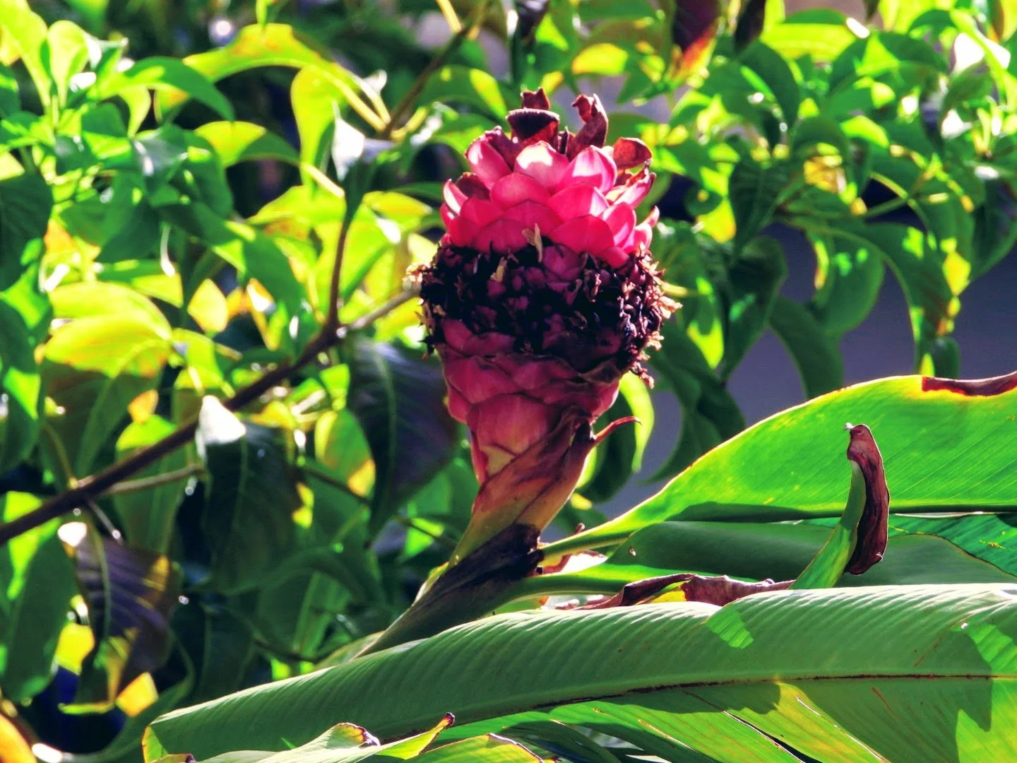 Tropical Botanic Garden by MychaelX.photos  5.JPG