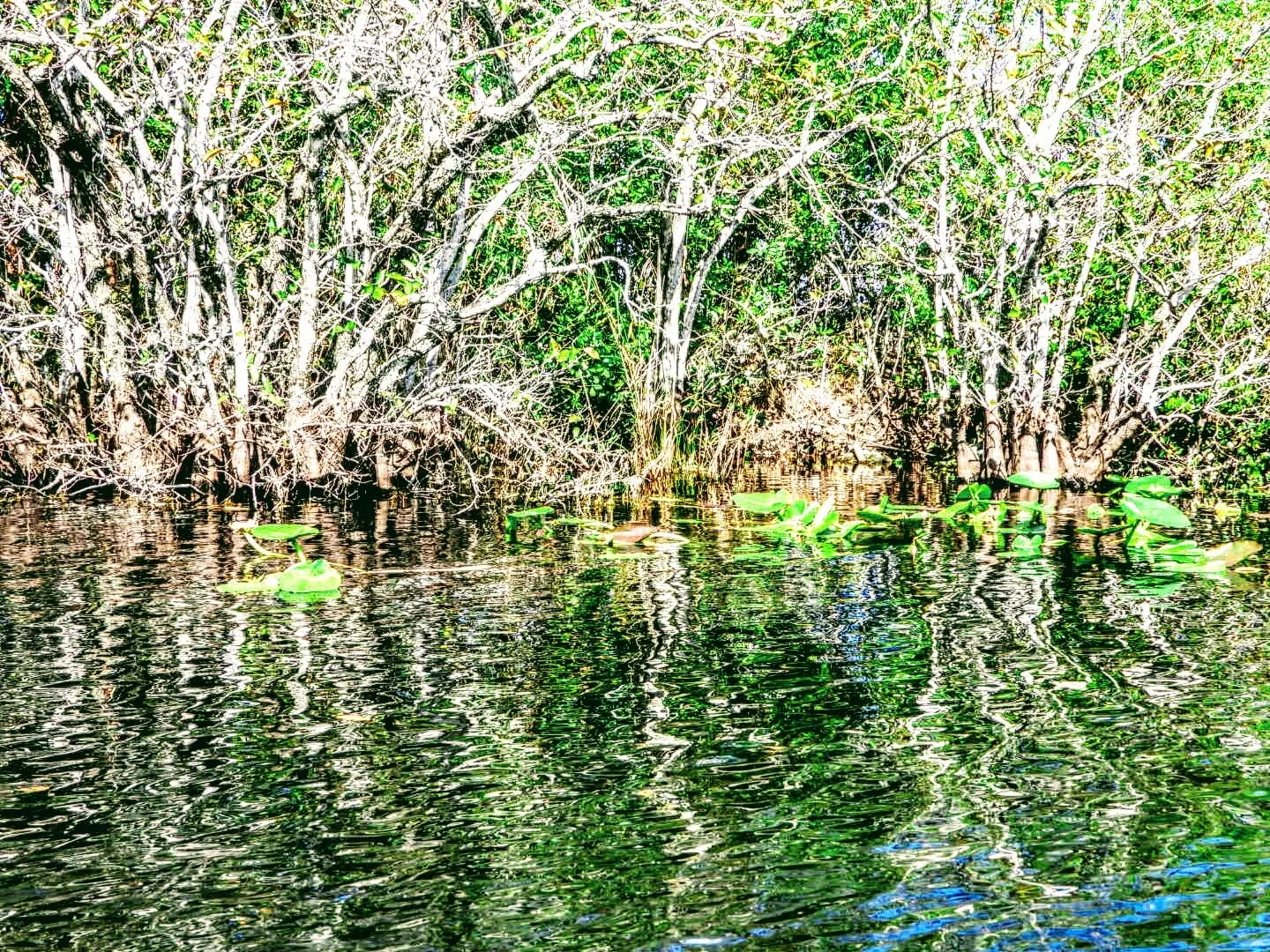 Everglades Safari Park Miami Florida by mychaelx.photos 0041.JPG