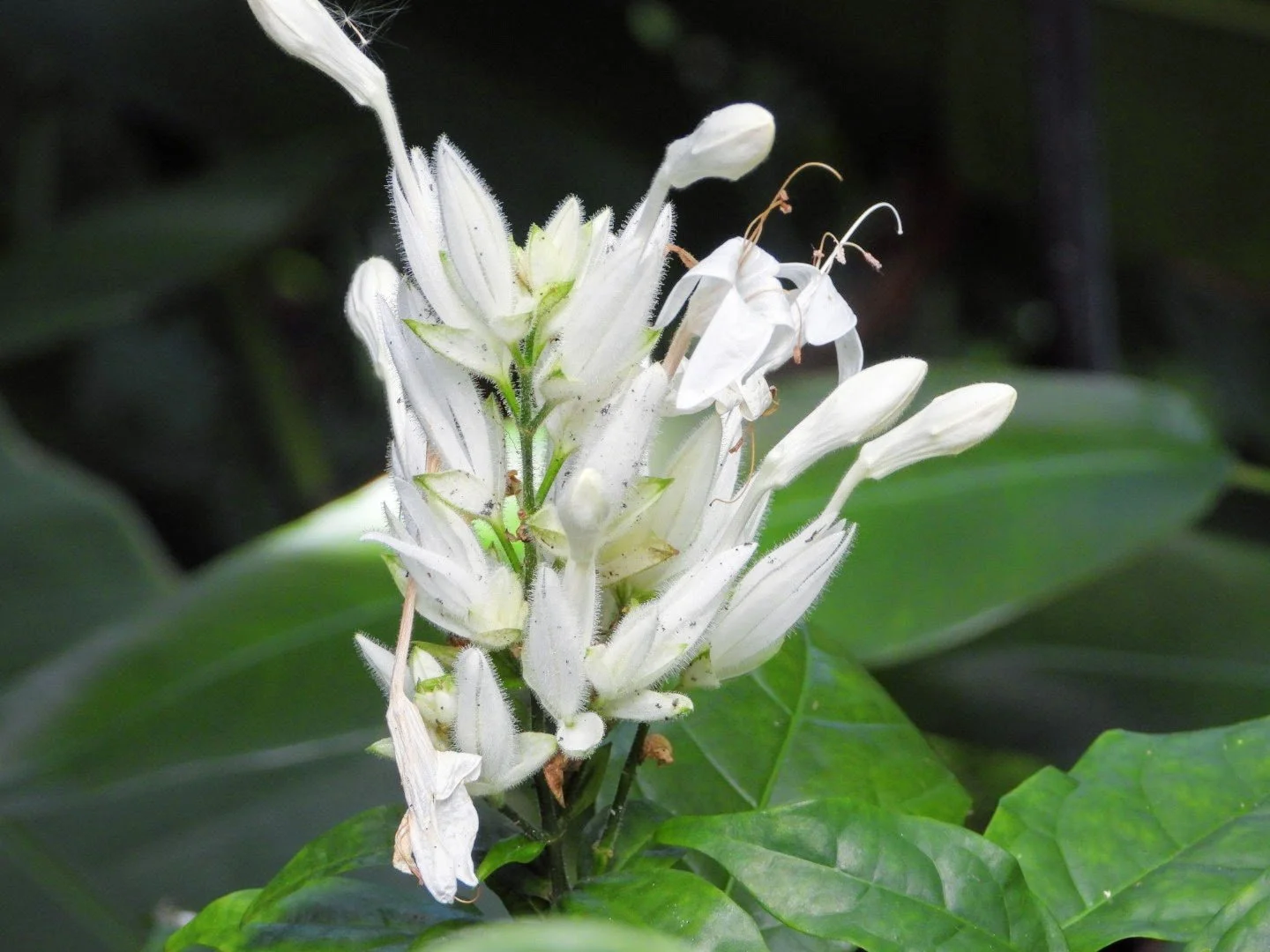 Tropical Botanic Garden by MychaelX.photos  61.JPG