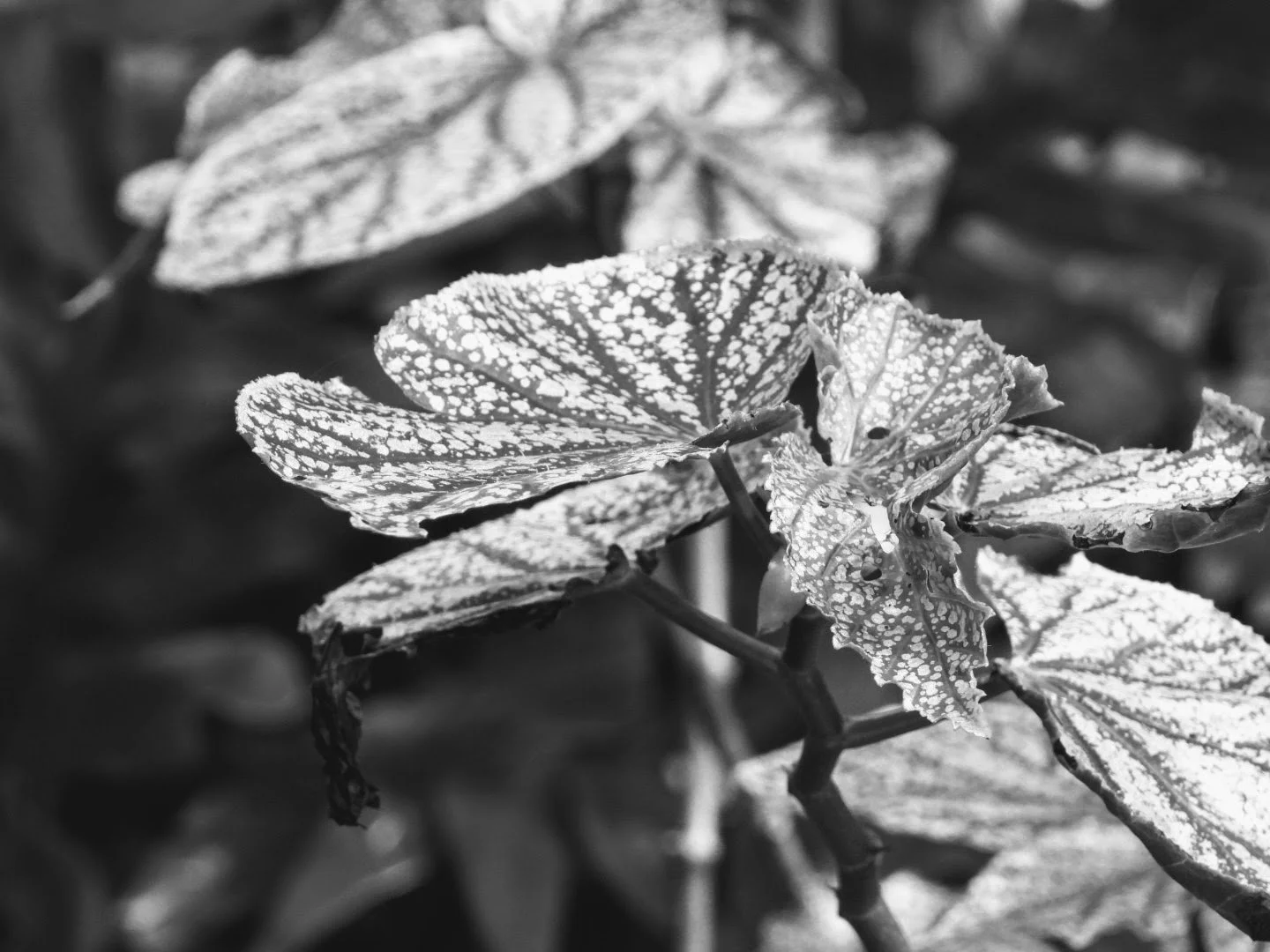 Botanical Garden in Black & White by MychaelX.photos 0079bw.JPG