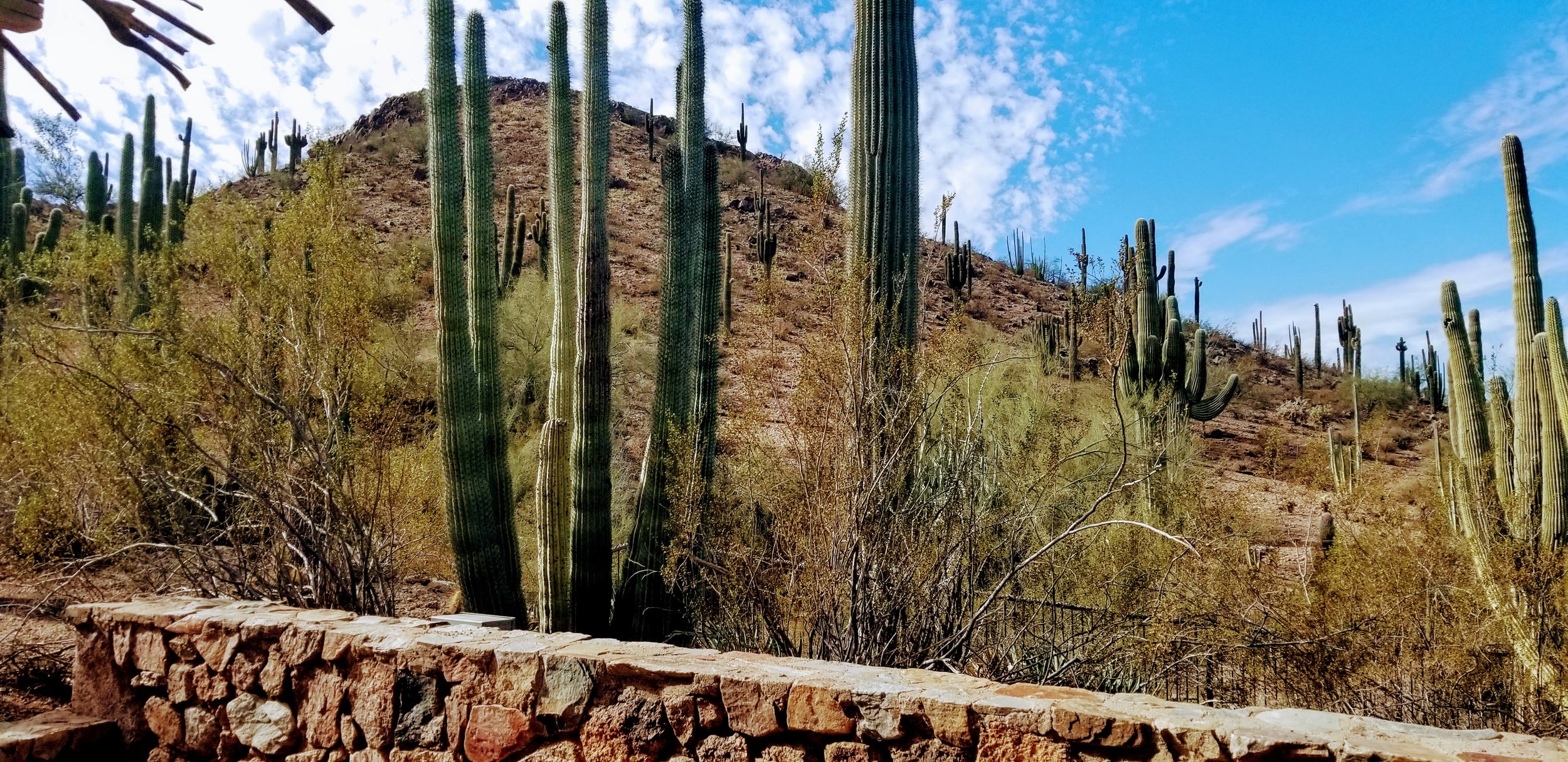 Desert Botanical Garden Phoenix Arizona by MychaelX.p6otos 021472.jpg