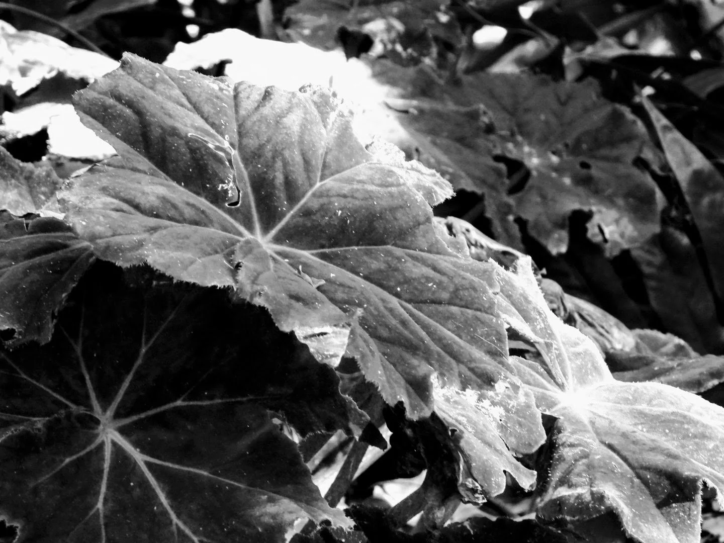 Botanical Garden in Black & White by MychaelX.photos 0076bw.JPG