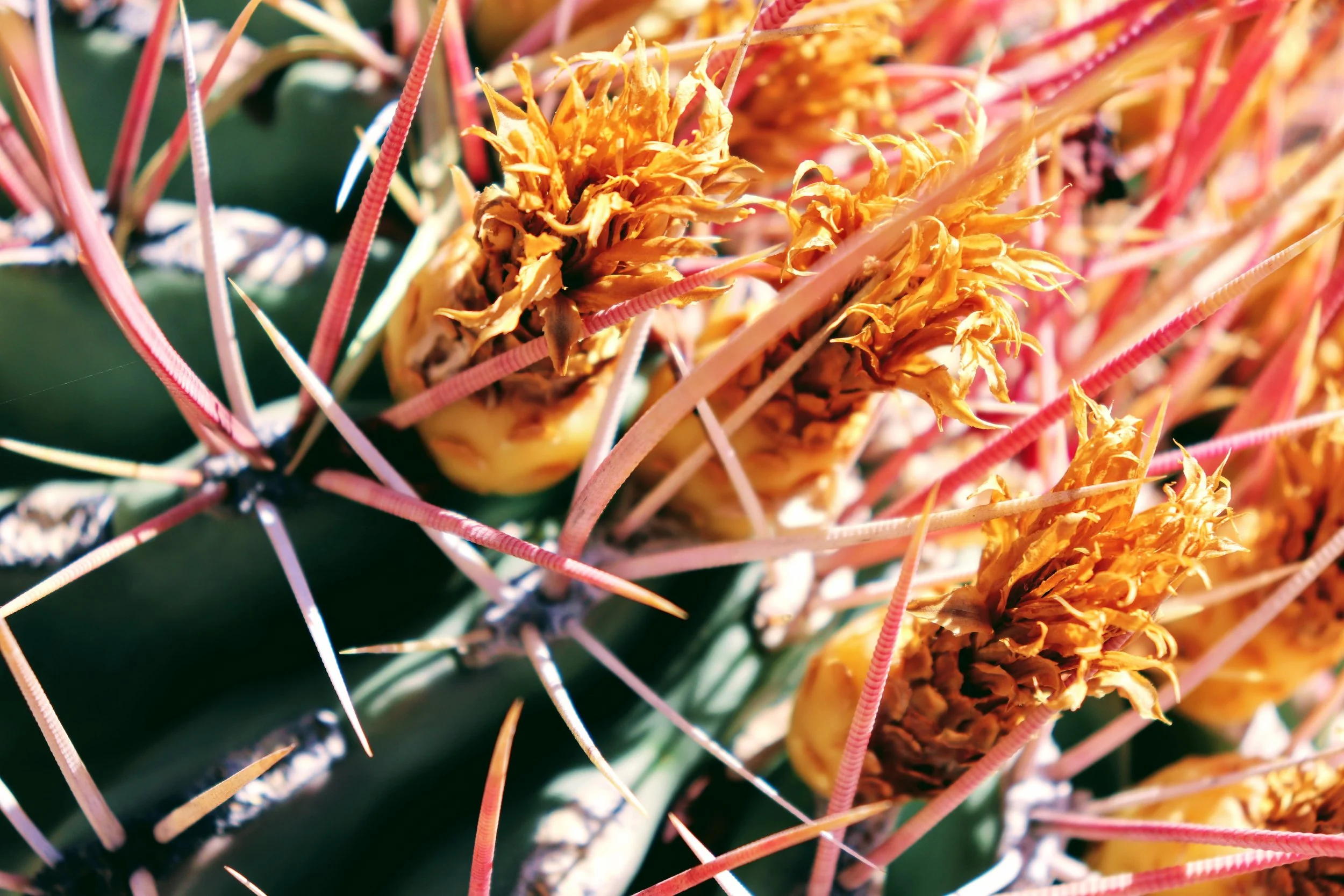 Desert Botanical Garden Phoenix Arizona by MychaelX.p6otos 021832.JPG