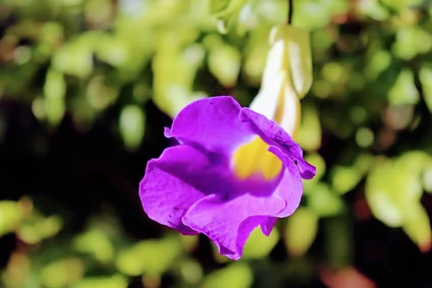 Tropical Botanic Garden by MychaelX.photos  41.JPG