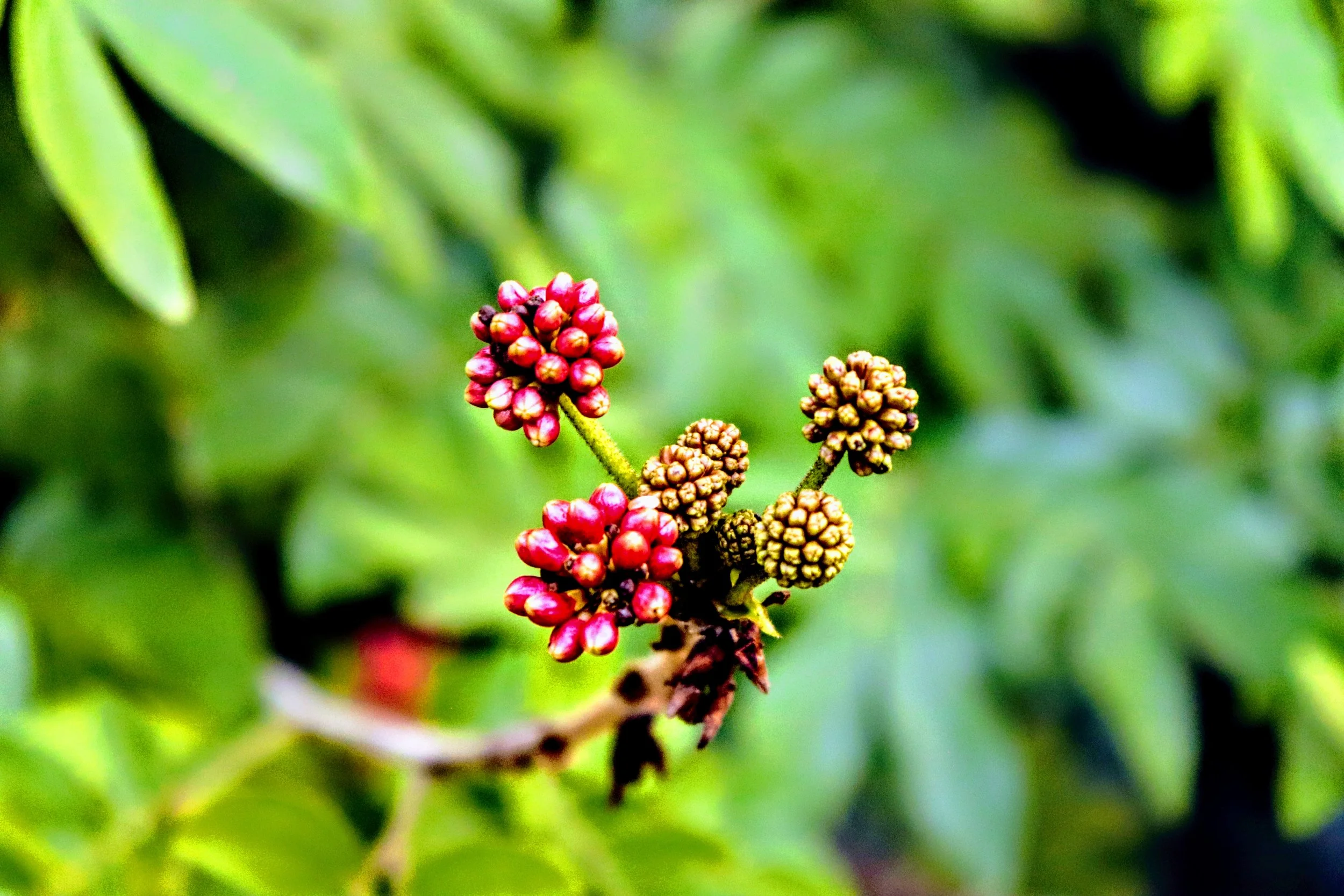 Tropical Botanic Garden by MychaelX.photos  119.JPG