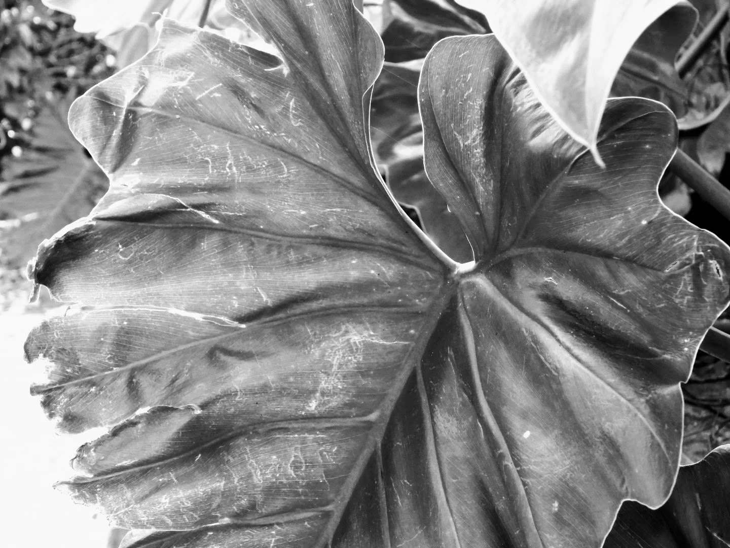 Botanical Garden in Black & White by MychaelX.photos 00016bw.JPG