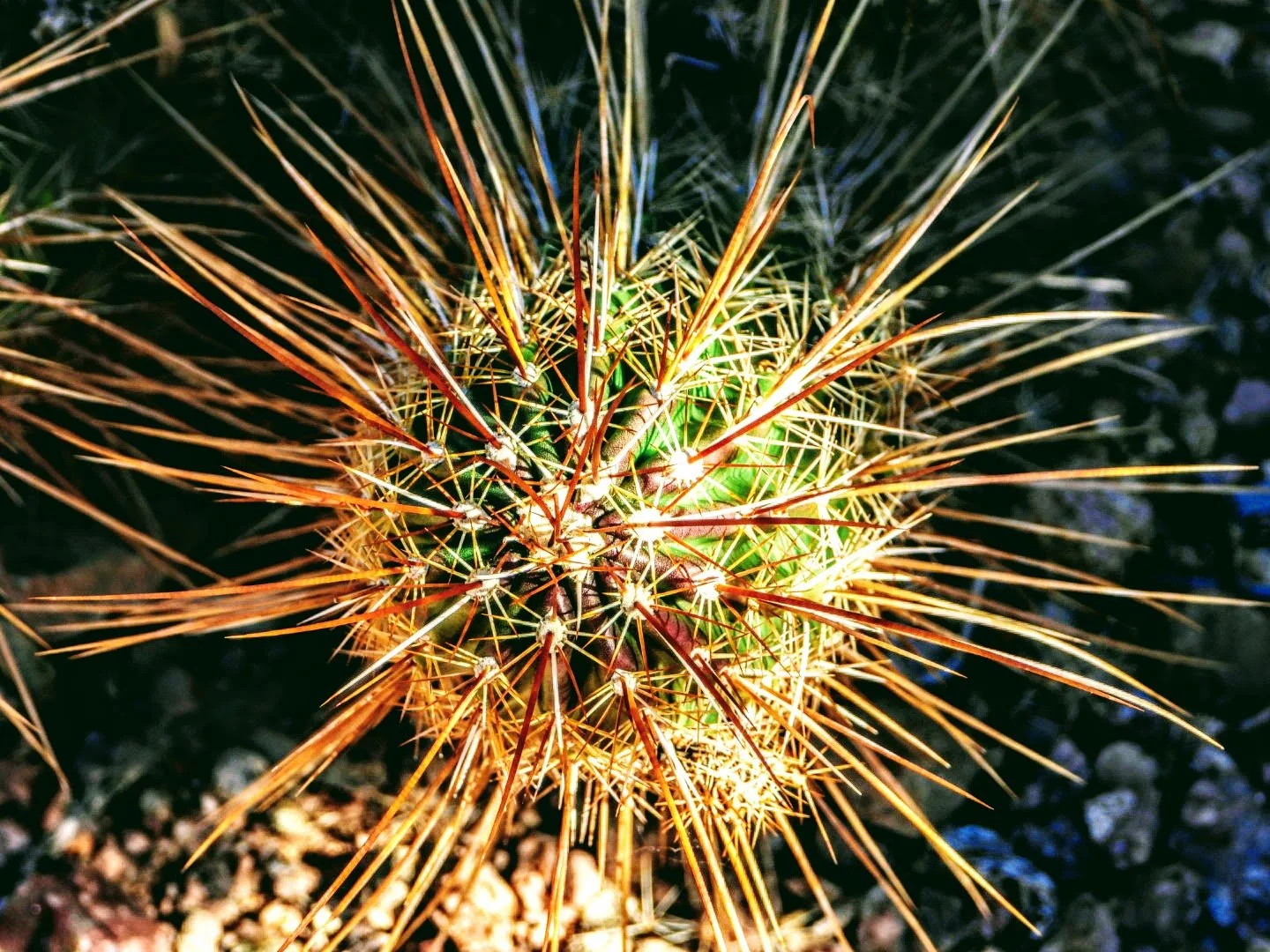 Desert Botanical Garden Phoenix Arizona by MychaelX.p6otos 0015214.JPG