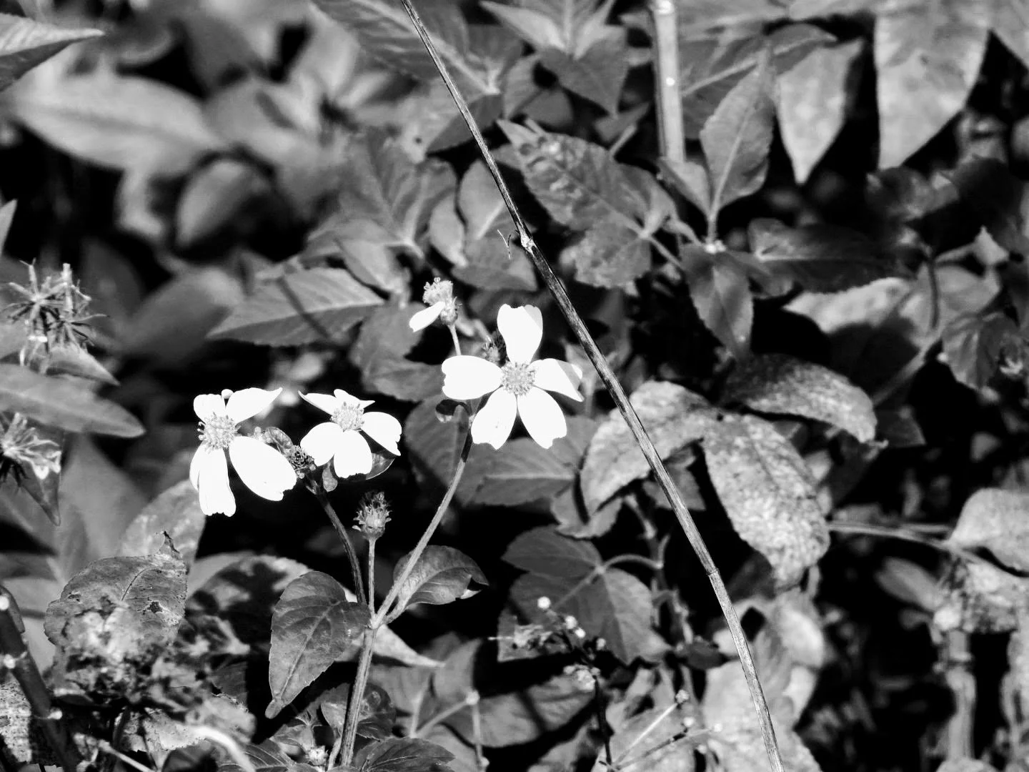 Botanical Garden in Black & White by MychaelX.photos 00021bw.JPG