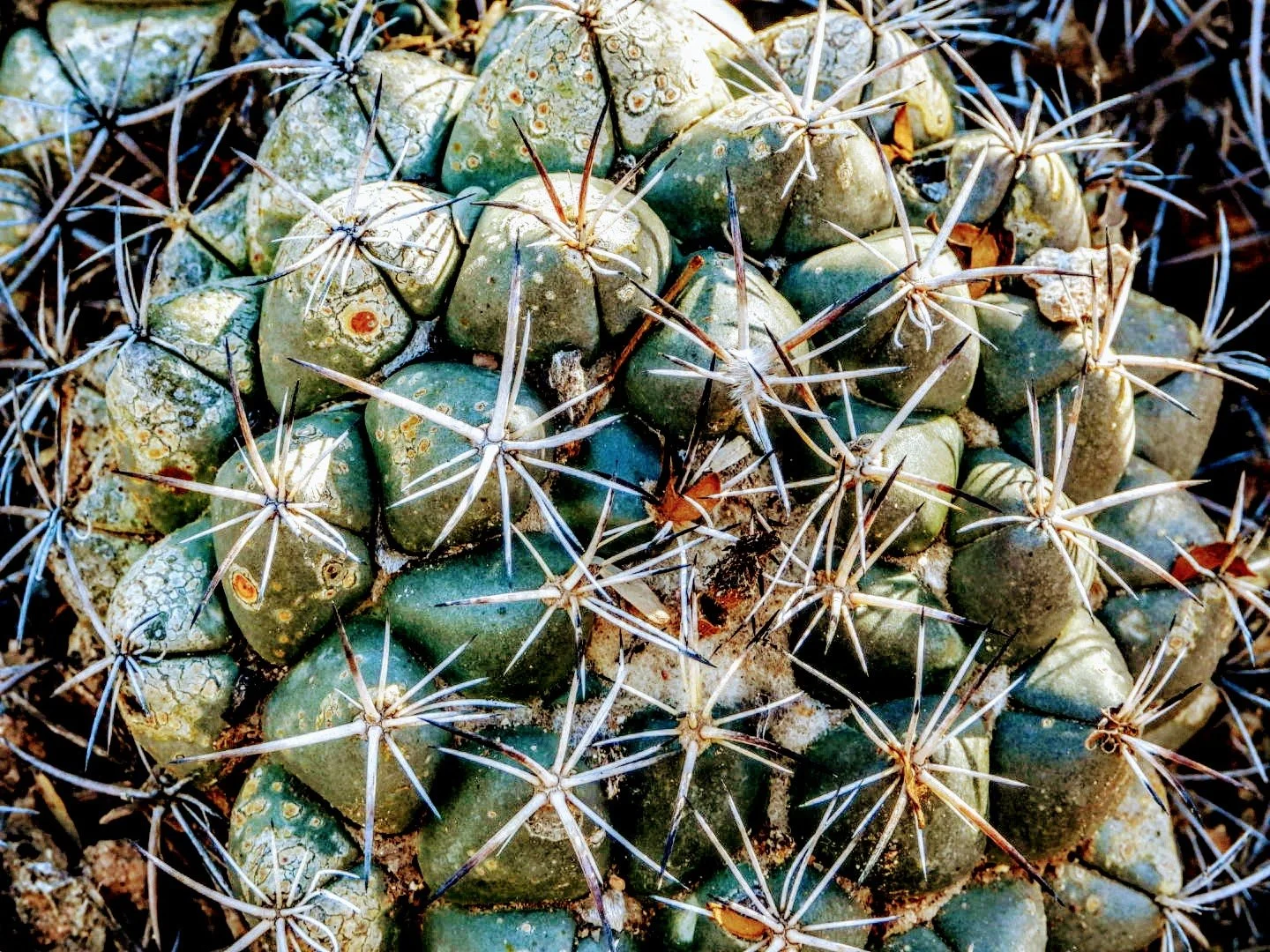 Desert Botanical Garden Phoenix Arizona by MychaelX.p6otos 0015282.JPG