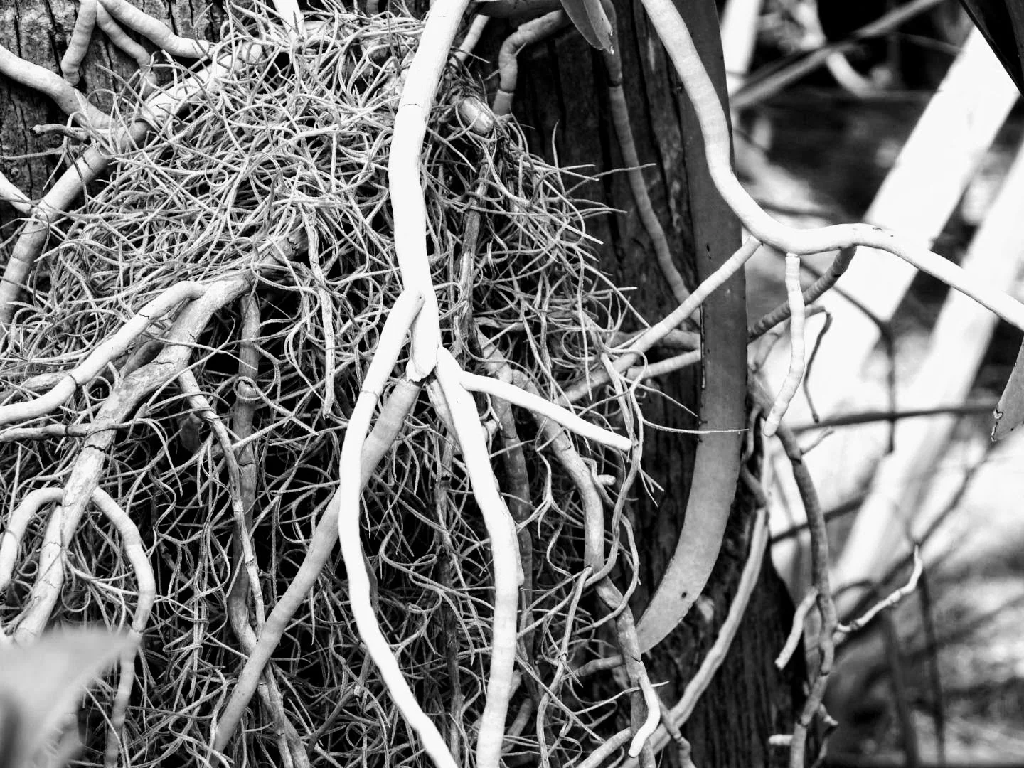 Botanical Garden in Black & White by MychaelX.photos 00057bw.JPG