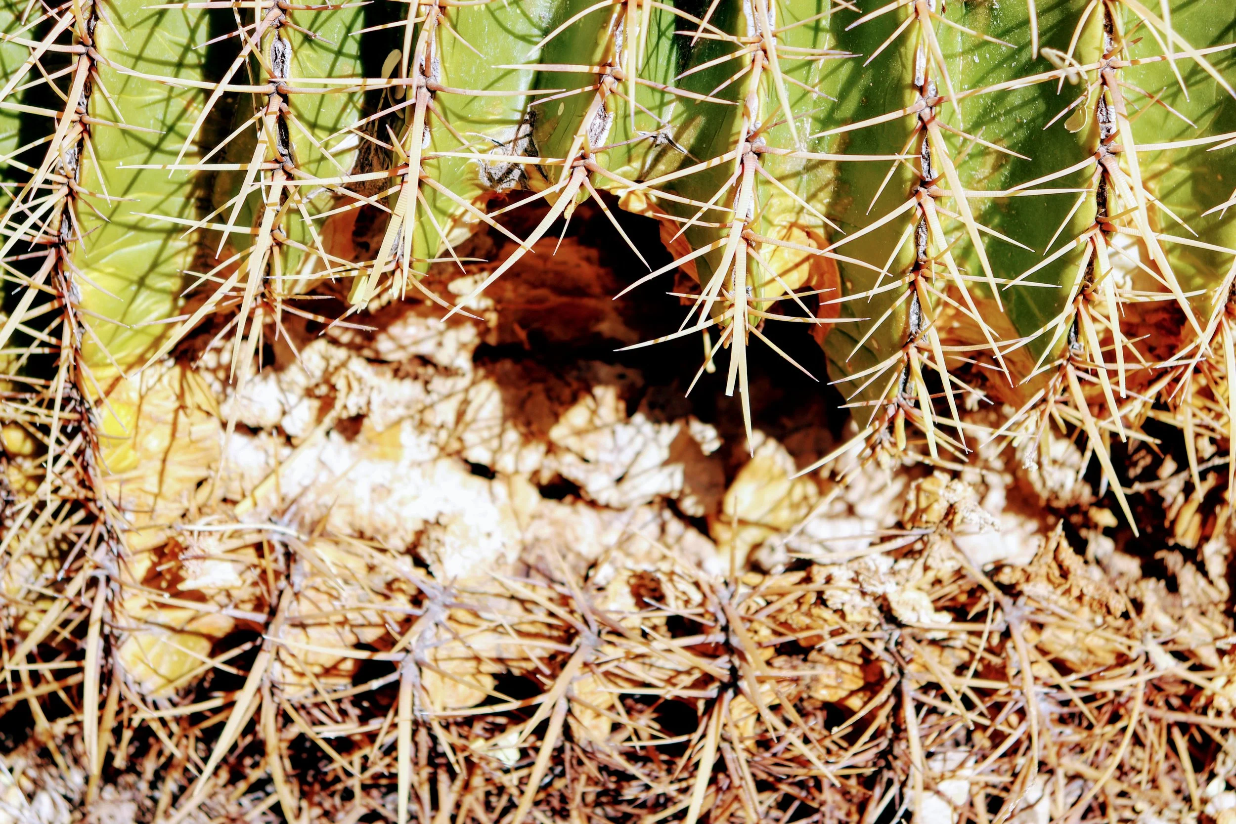 Desert Botanical Garden Phoenix Arizona by MychaelX.p6otos 001700.JPG