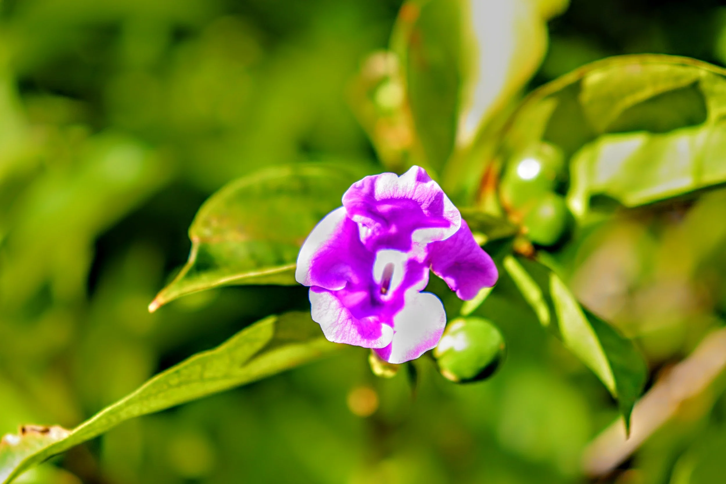 Tropical Botanic Garden by MychaelX.photos  131.JPG