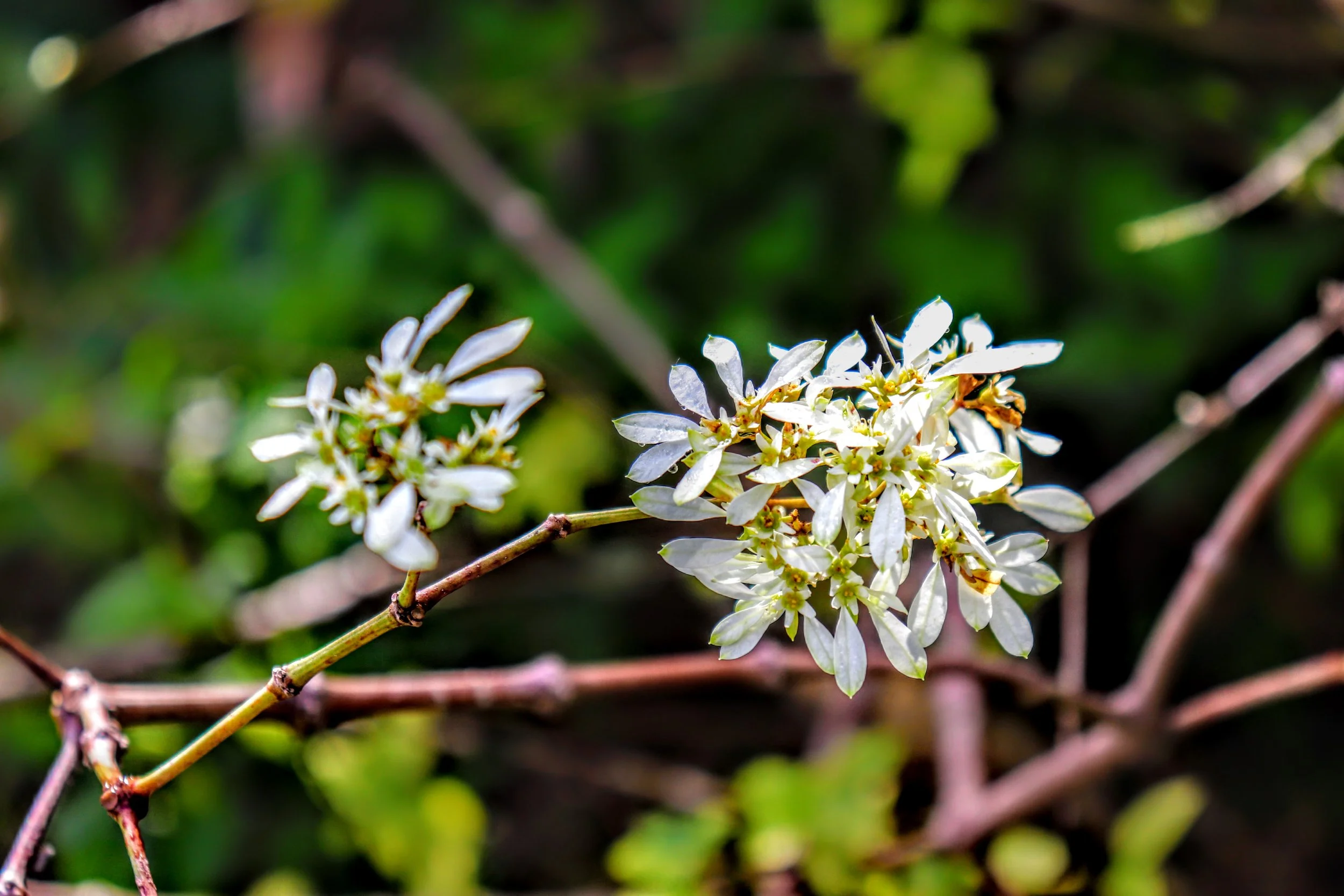 Tropical Botanic Garden by MychaelX.photos  129.JPG