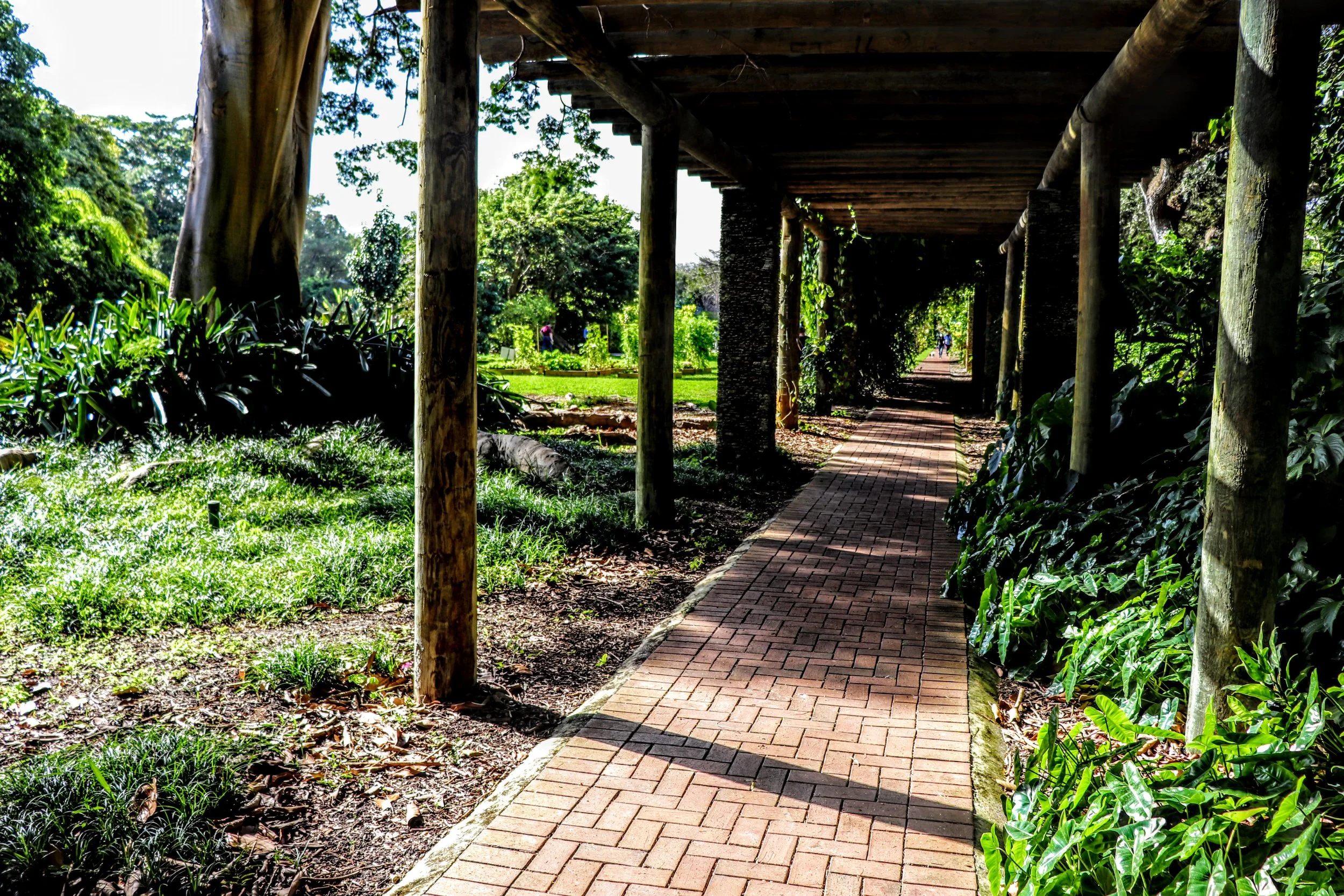 Tropical Botanic Garden by MychaelX.photos  210.JPG