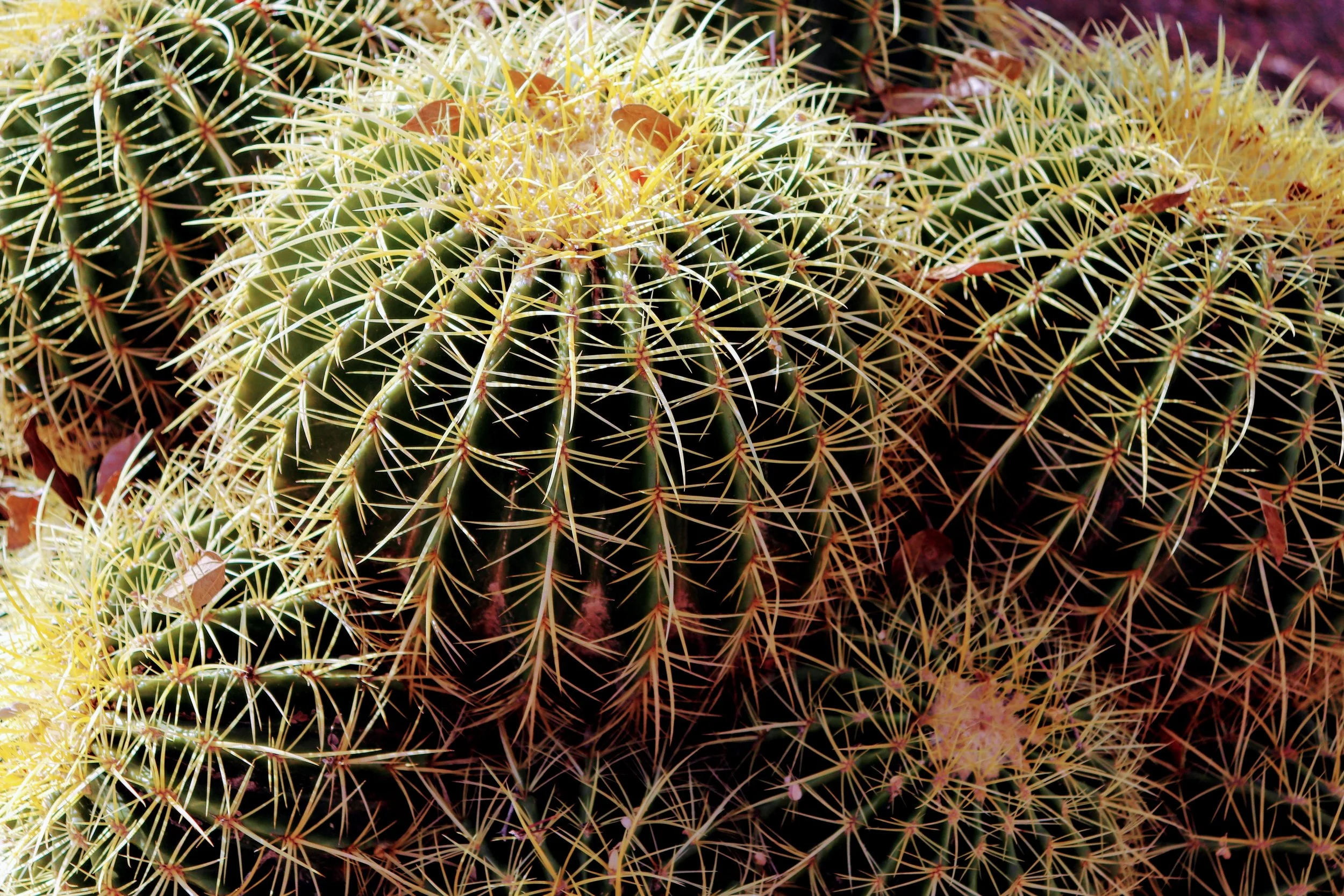 Desert Botanical Garden Phoenix Arizona by MychaelX.p6otos 0015348.JPG