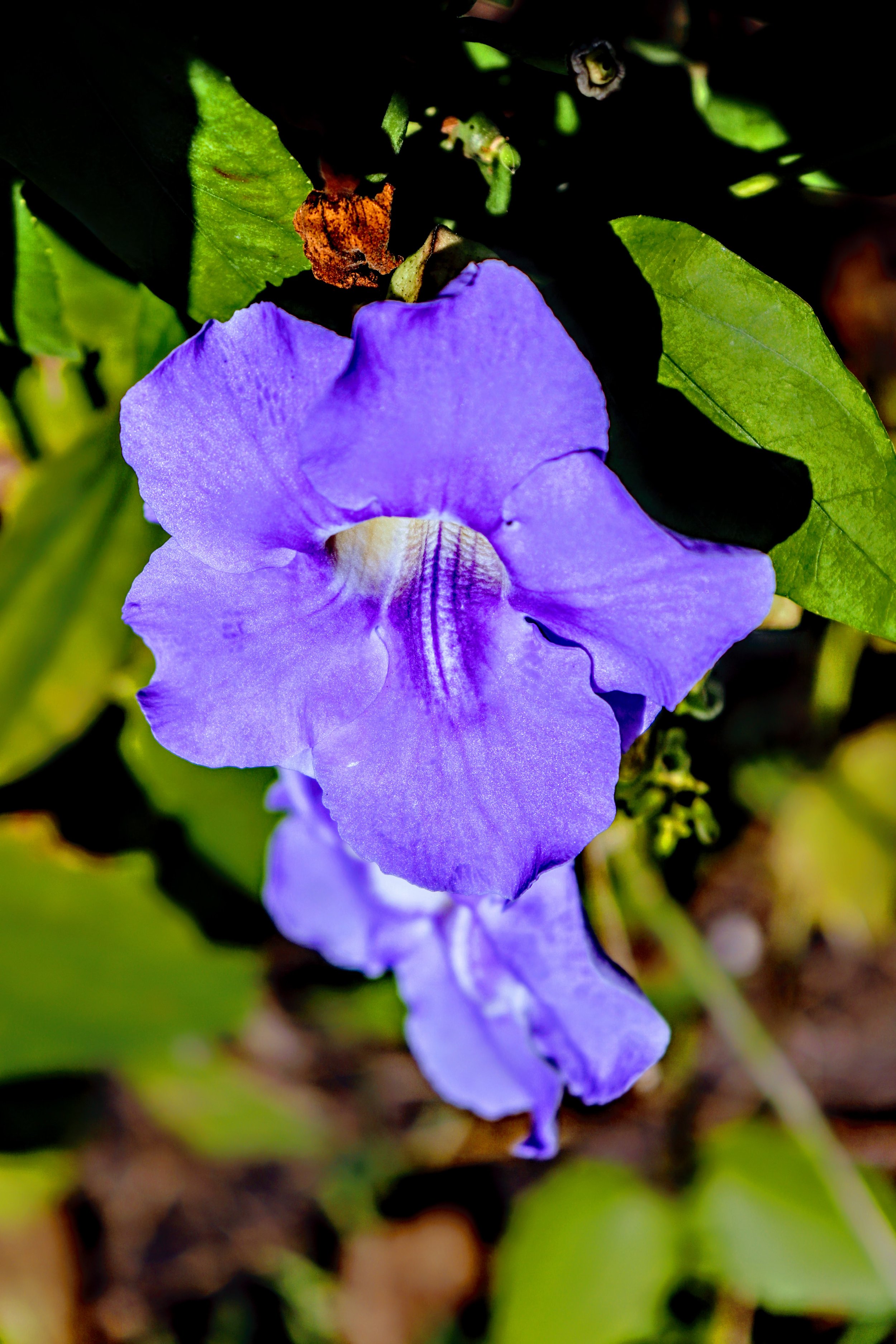 Tropical Botanic Garden by MychaelX.photos  135.JPG