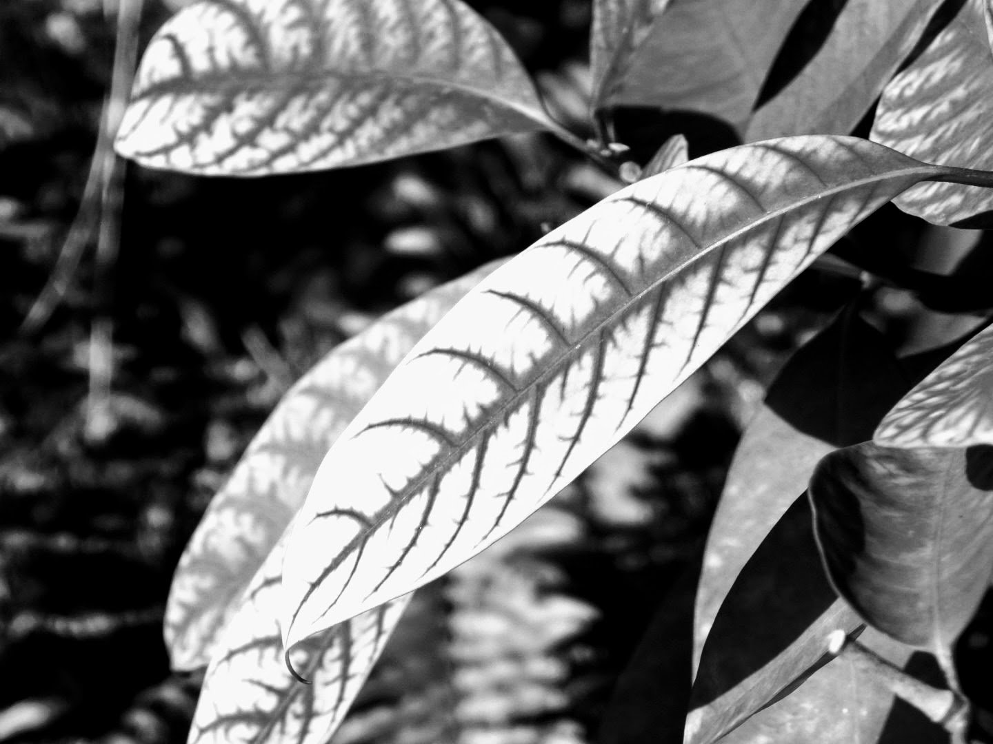 Botanical Garden in Black & White by MychaelX.photos 00106bw.JPG
