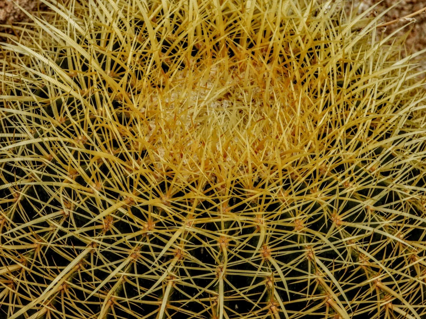 Desert Botanical Garden by MychaelX.photos  0000020.JPG