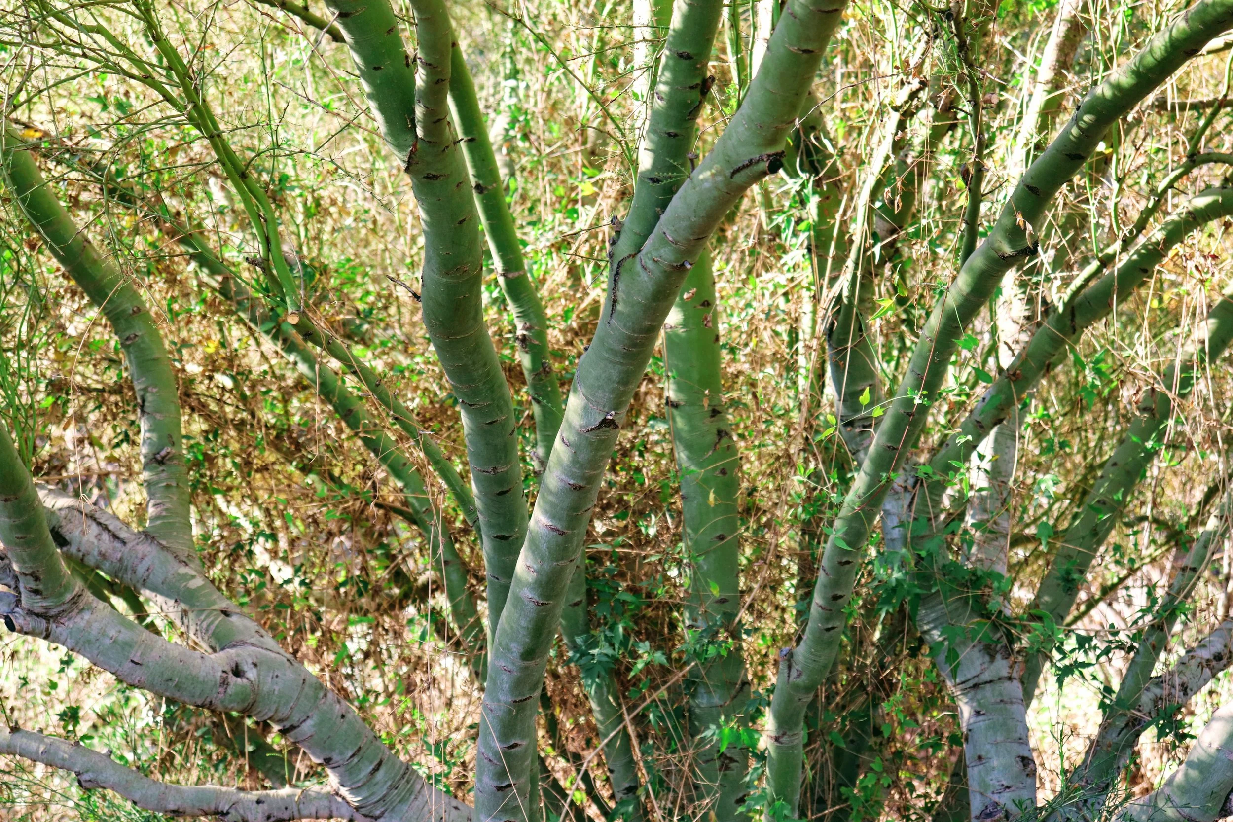 Desert Botanical Garden Phoenix Arizona by MychaelX.p6otos 021388.JPG