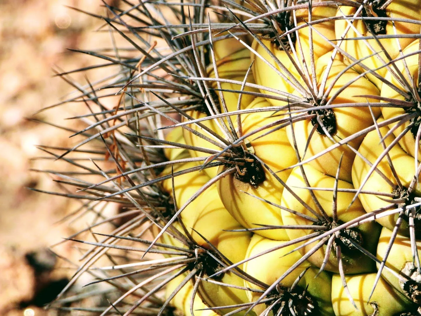 Desert Botanical Garden Phoenix Arizona by MychaelX.p6otos 0015118.JPG