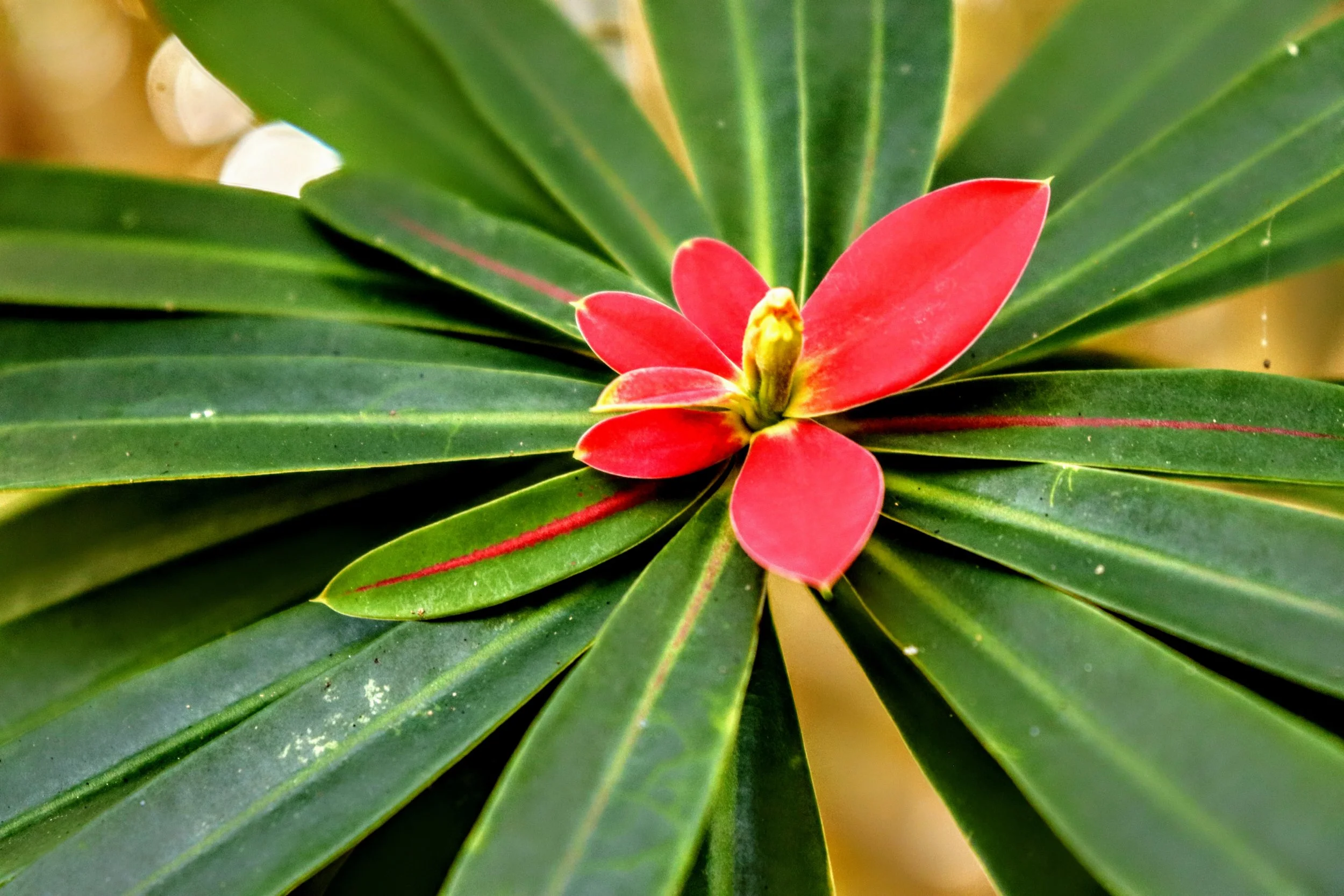 Tropical Botanic Garden by MychaelX.photos  115.JPG